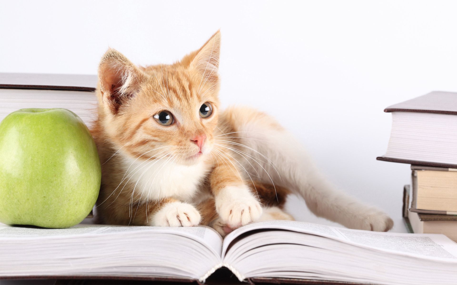 Laden Sie das Sich Hinlegen, Tiere, Kätzchen, Liegen, Buch, Apfel-Bild kostenlos auf Ihren PC-Desktop herunter