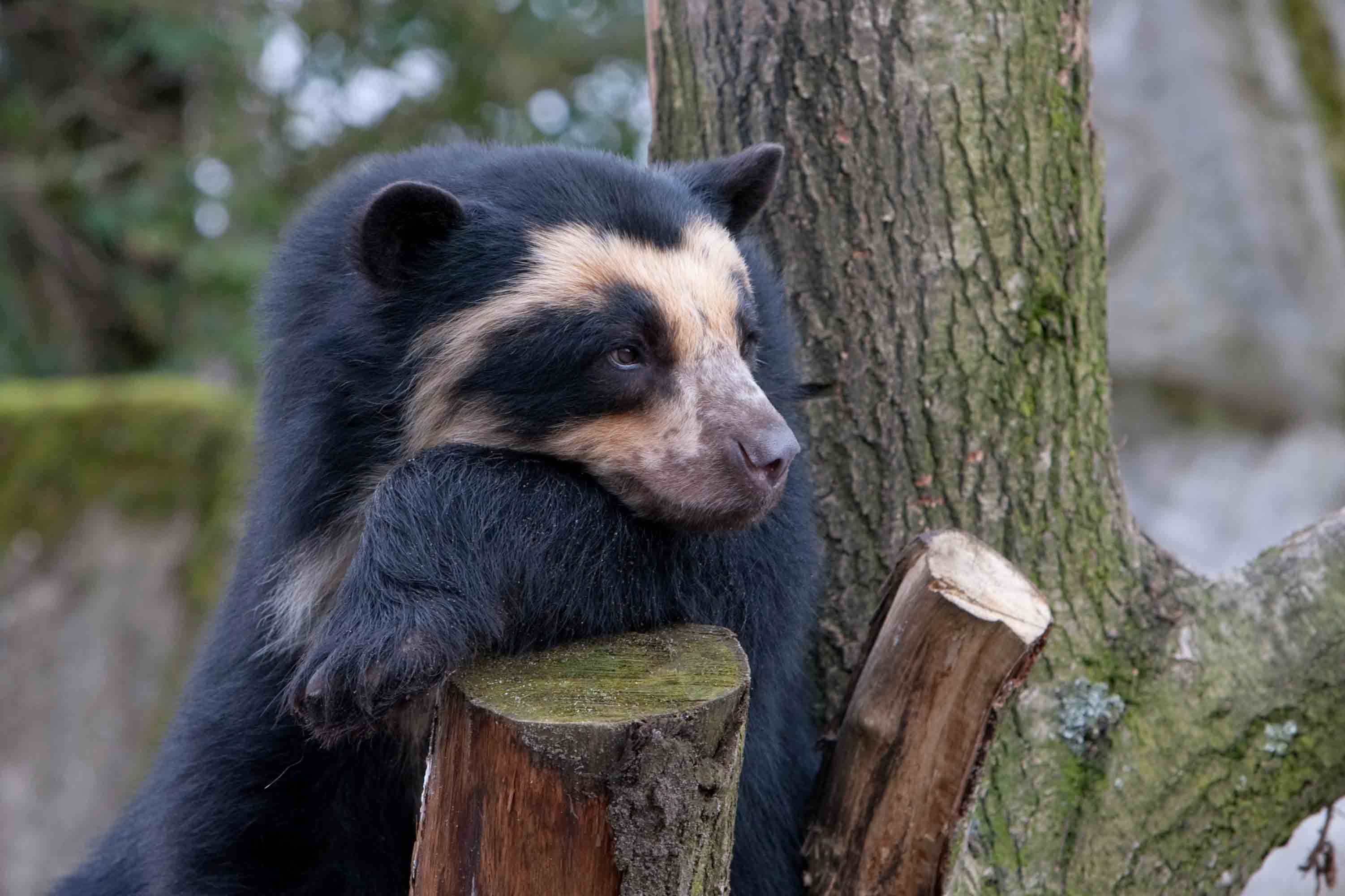 sadness, wood, tree, spectacled bear download for free