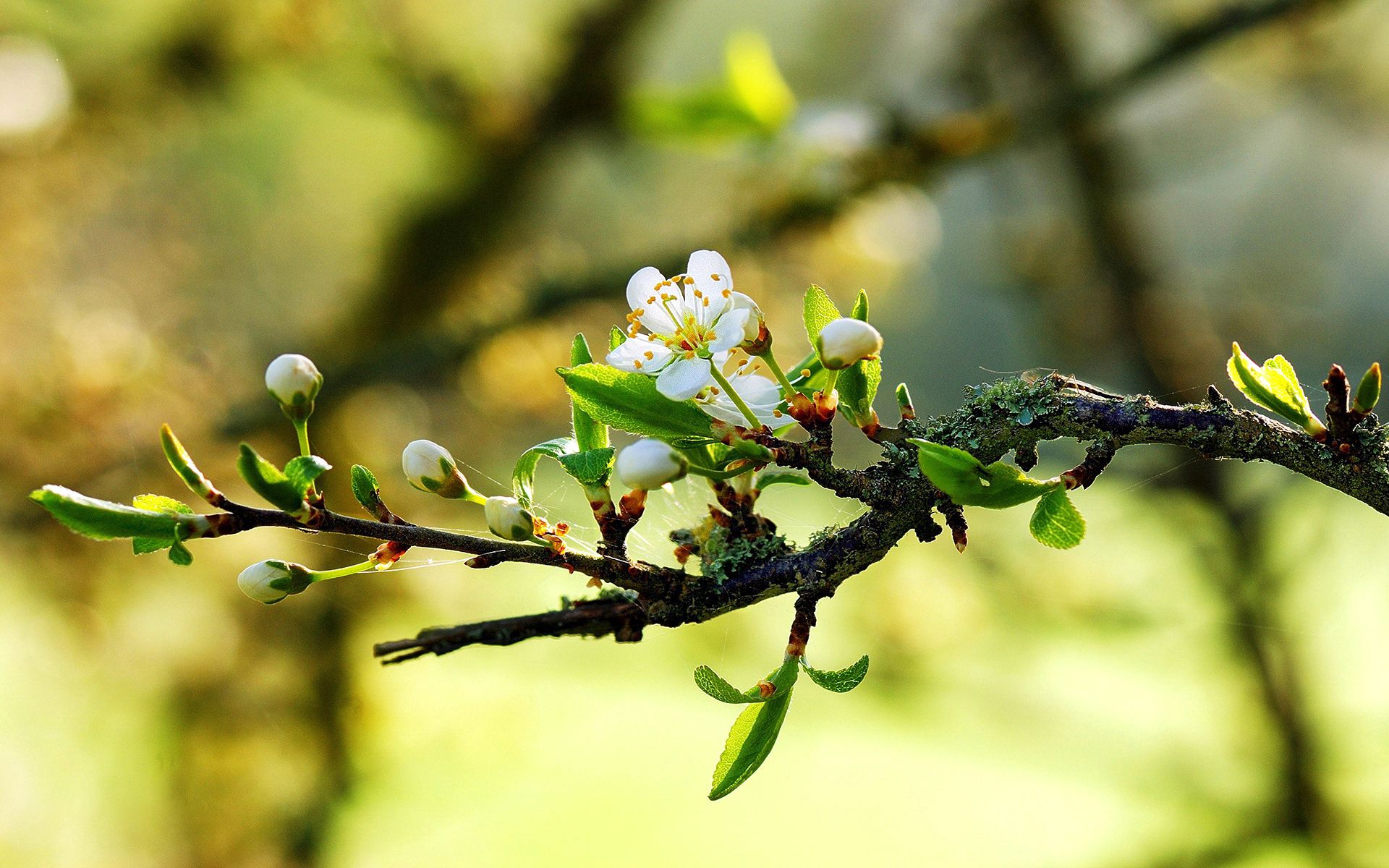 collection of best Spring HD wallpaper