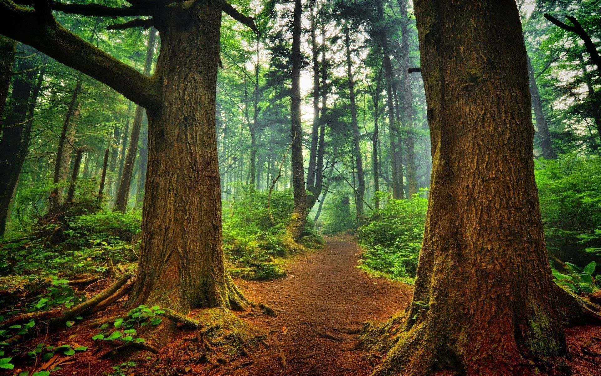 Laden Sie das Landschaft, Natur, Bäume, Wald, Pfad, Frische, Weg-Bild kostenlos auf Ihren PC-Desktop herunter