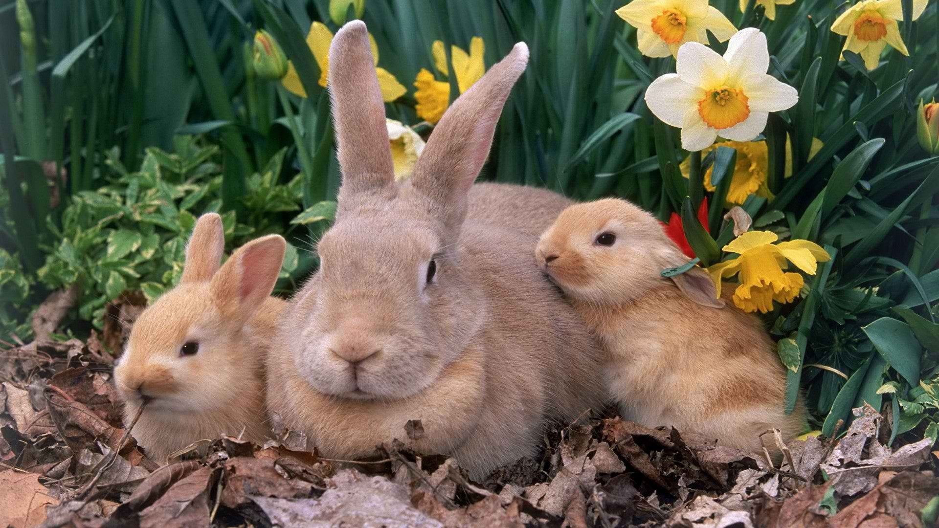 Картинки с зайцами на рабочий стол