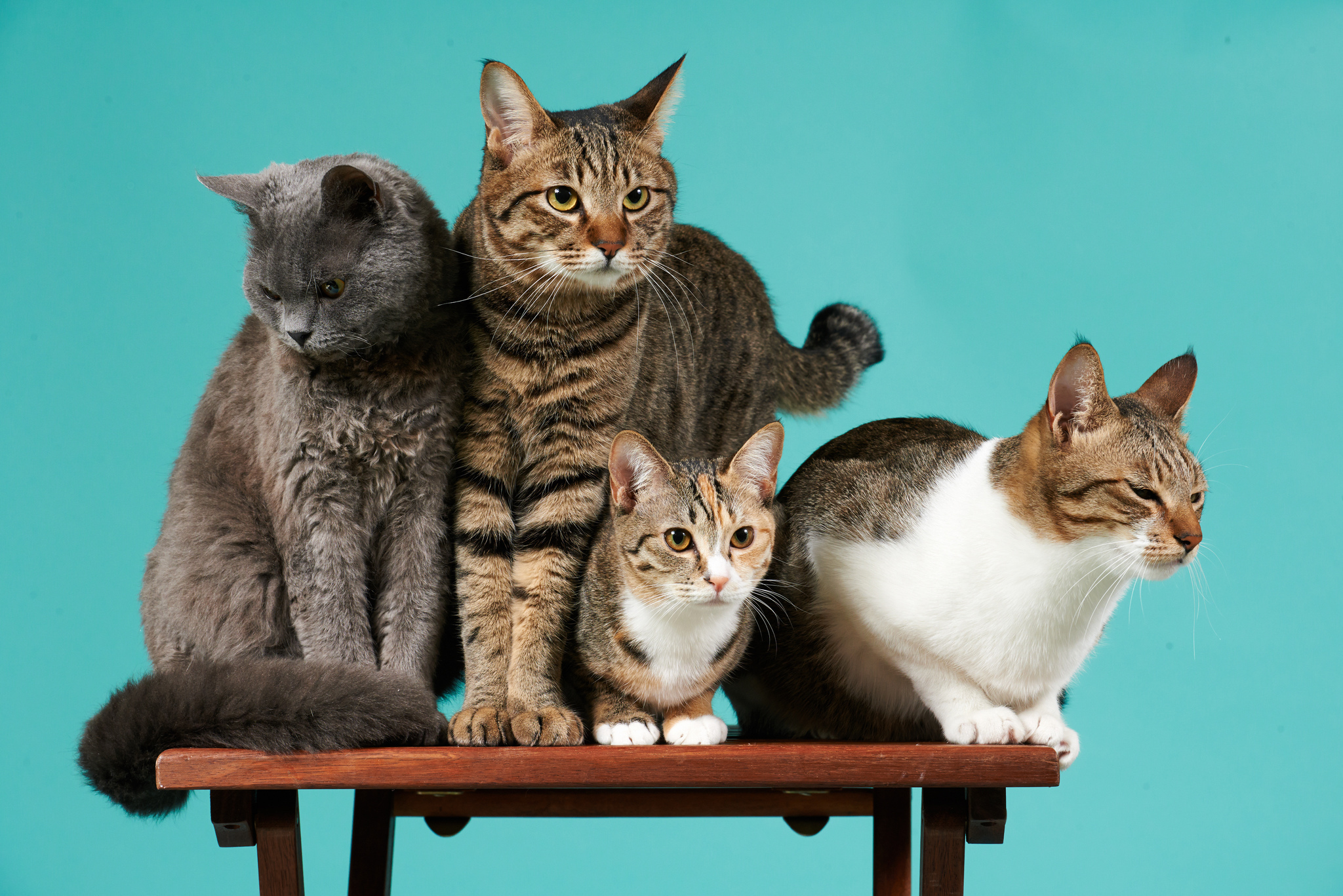Handy-Wallpaper Katzen, Tiere, Fototermin, Fotoshooting, Vier kostenlos herunterladen.