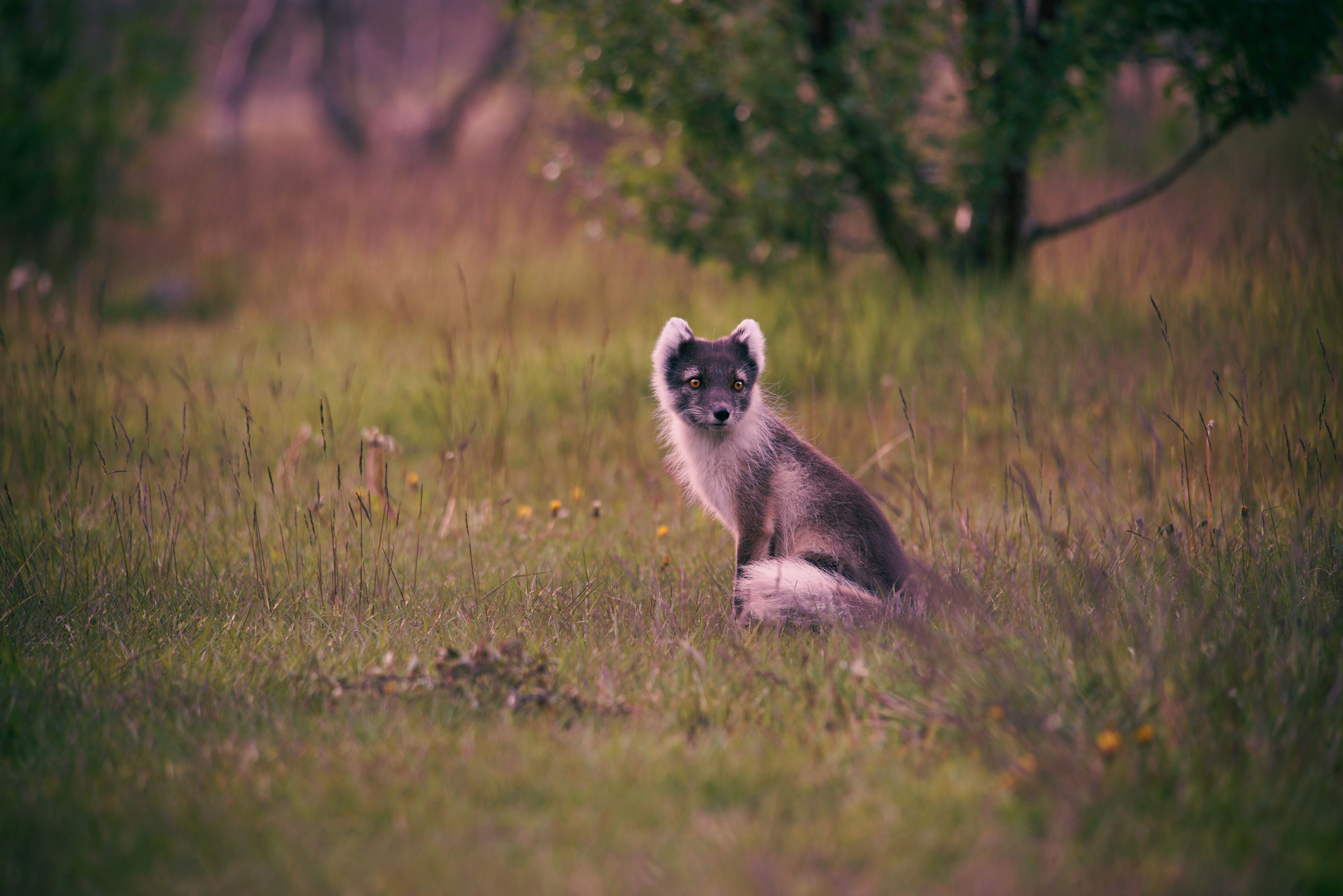 120059 Screensavers and Wallpapers Is Sitting for phone. Download animals, grass, is sitting, sits, arctic fox, polar fox pictures for free