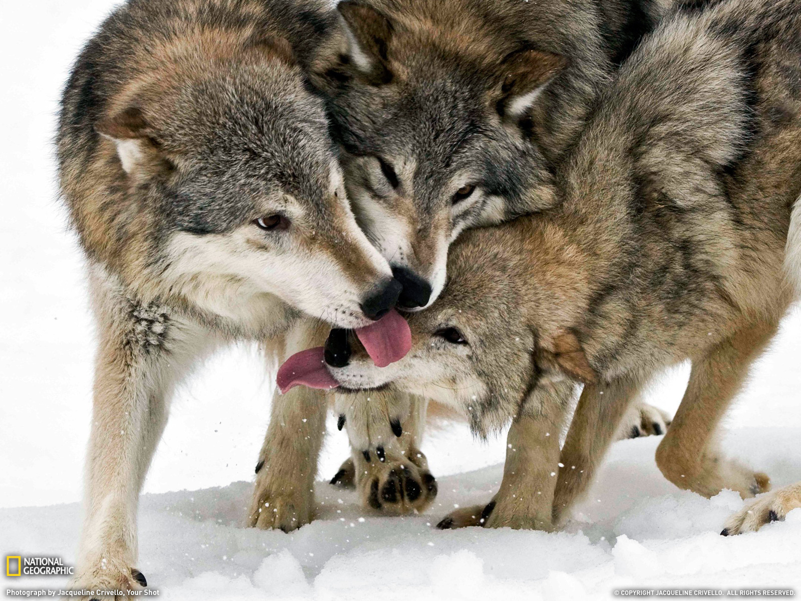 22602 descargar fondo de pantalla lobos, animales, nieve: protectores de pantalla e imágenes gratis