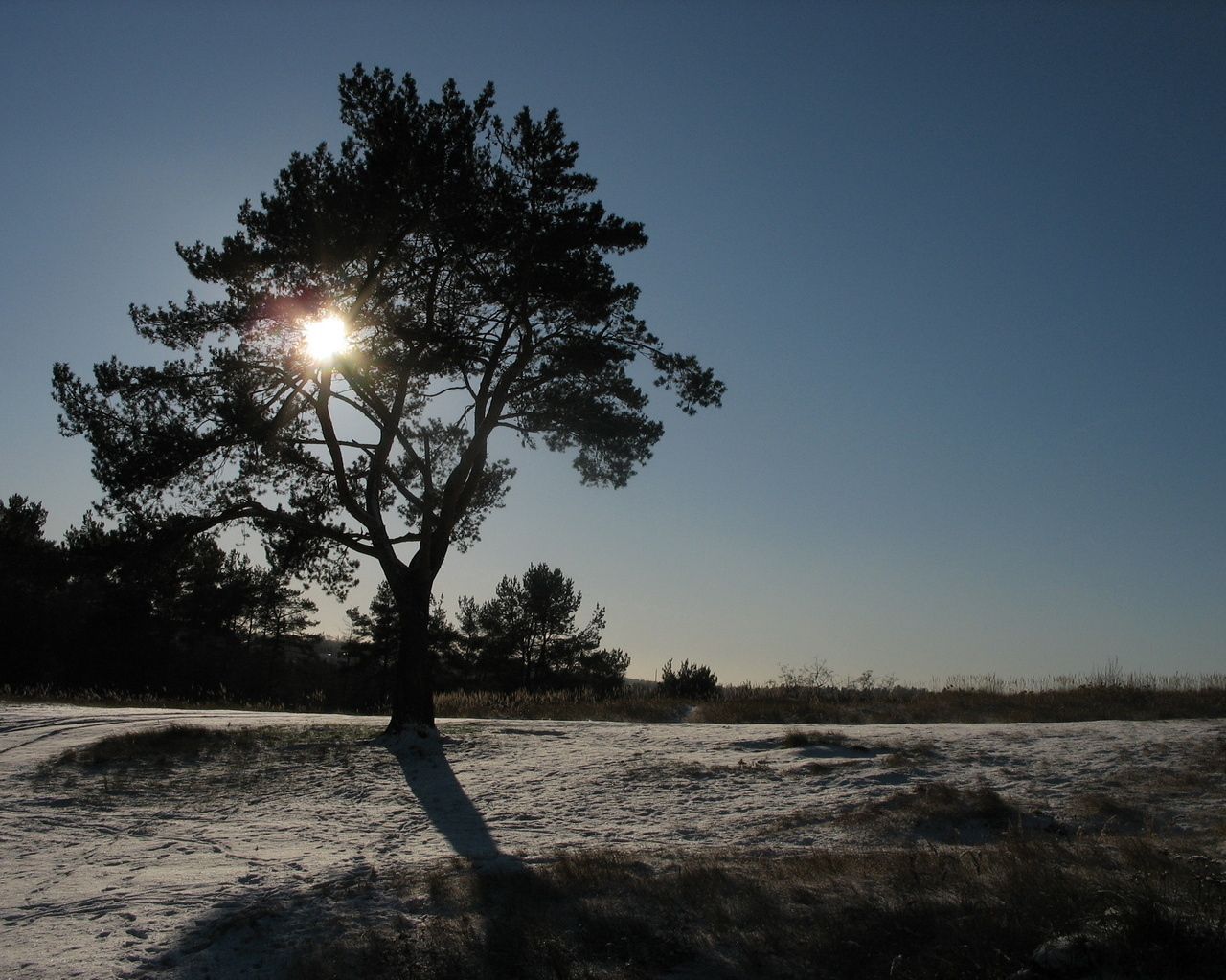 nature, sun, snow, shine, light, wood, beams, rays, tree, crown, krone, day Free Stock Photo
