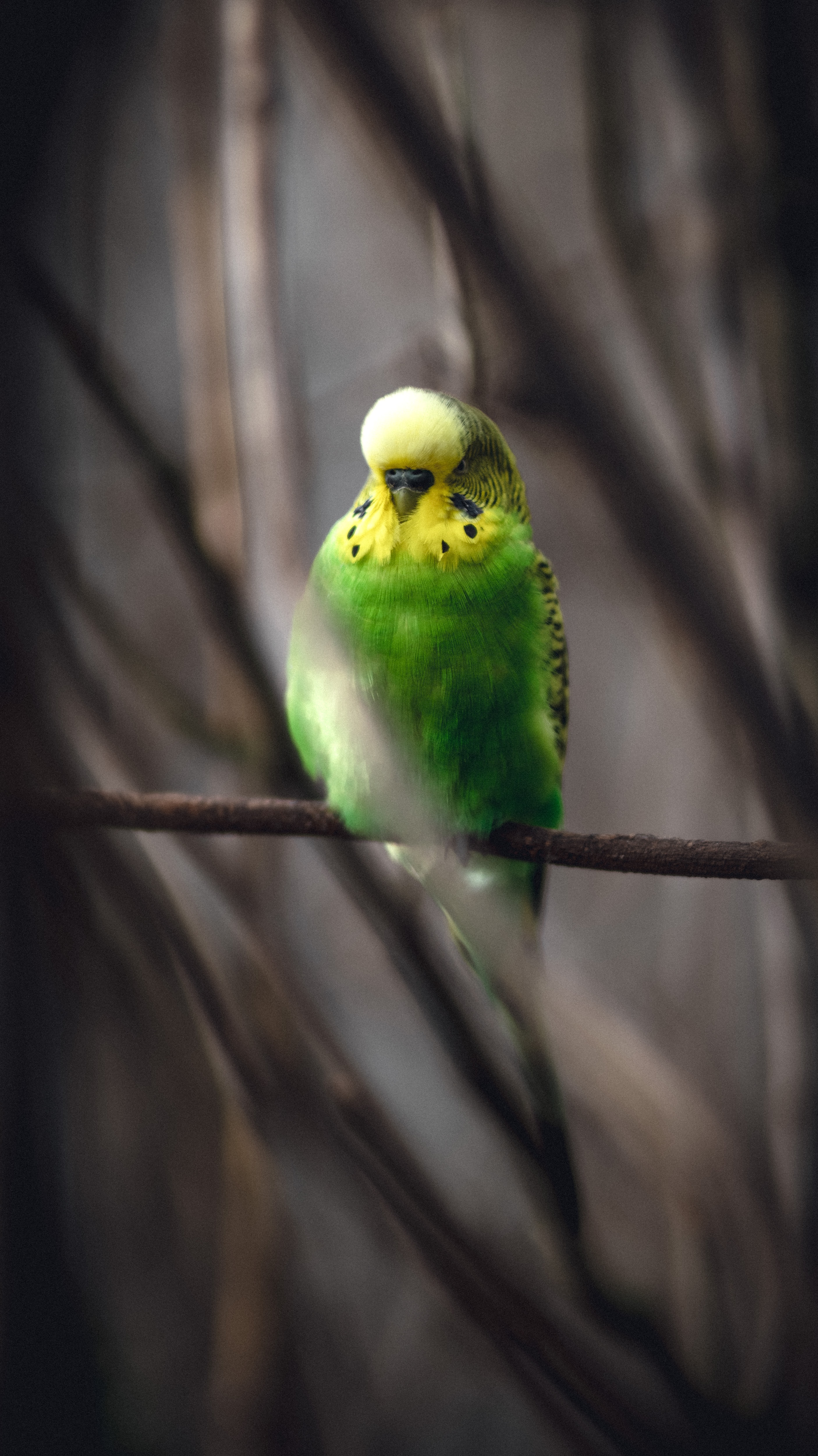Die besten Wavy Papagei-Hintergründe für den Telefonbildschirm