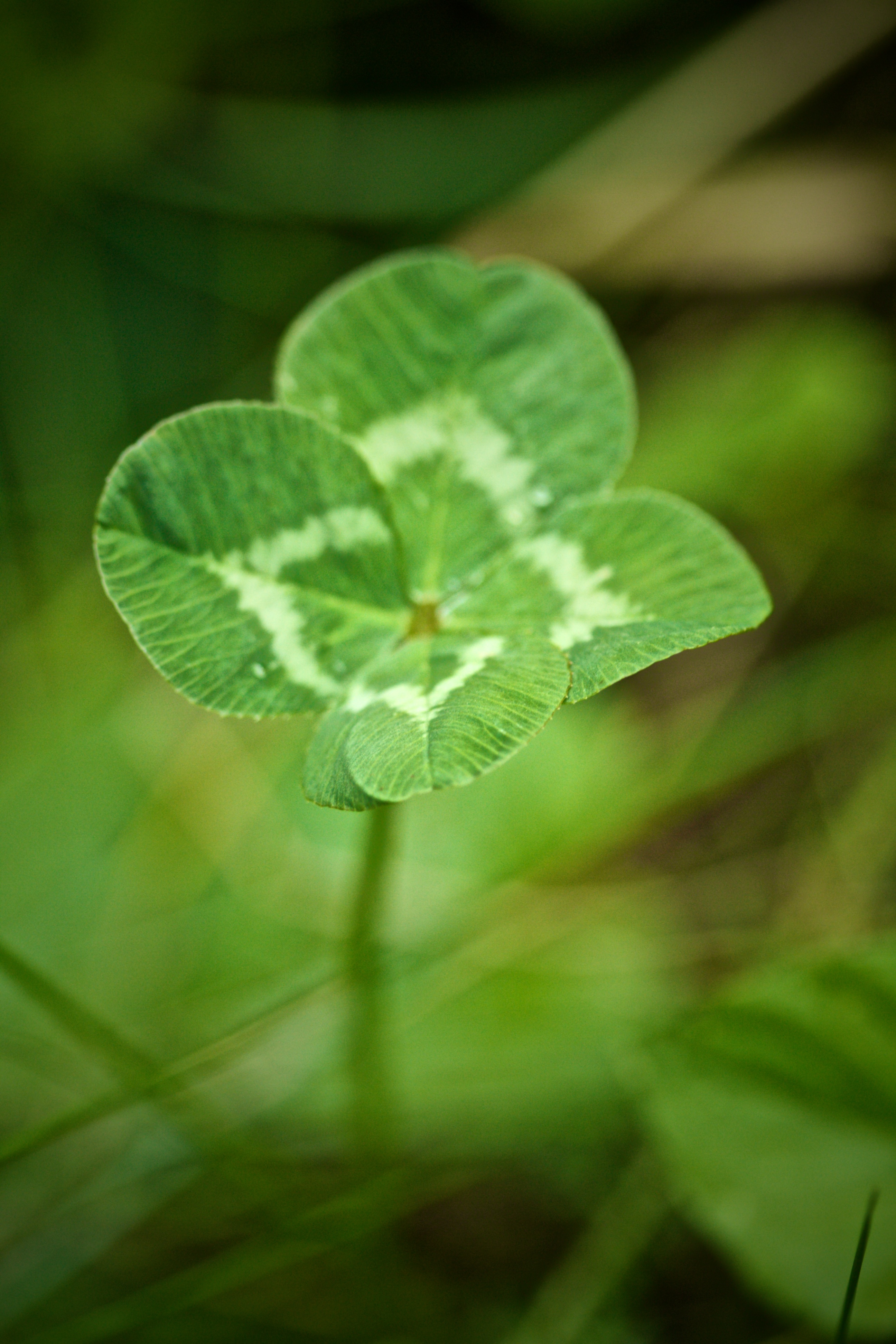 90046 download wallpaper leaves, green, macro, clover screensavers and pictures for free