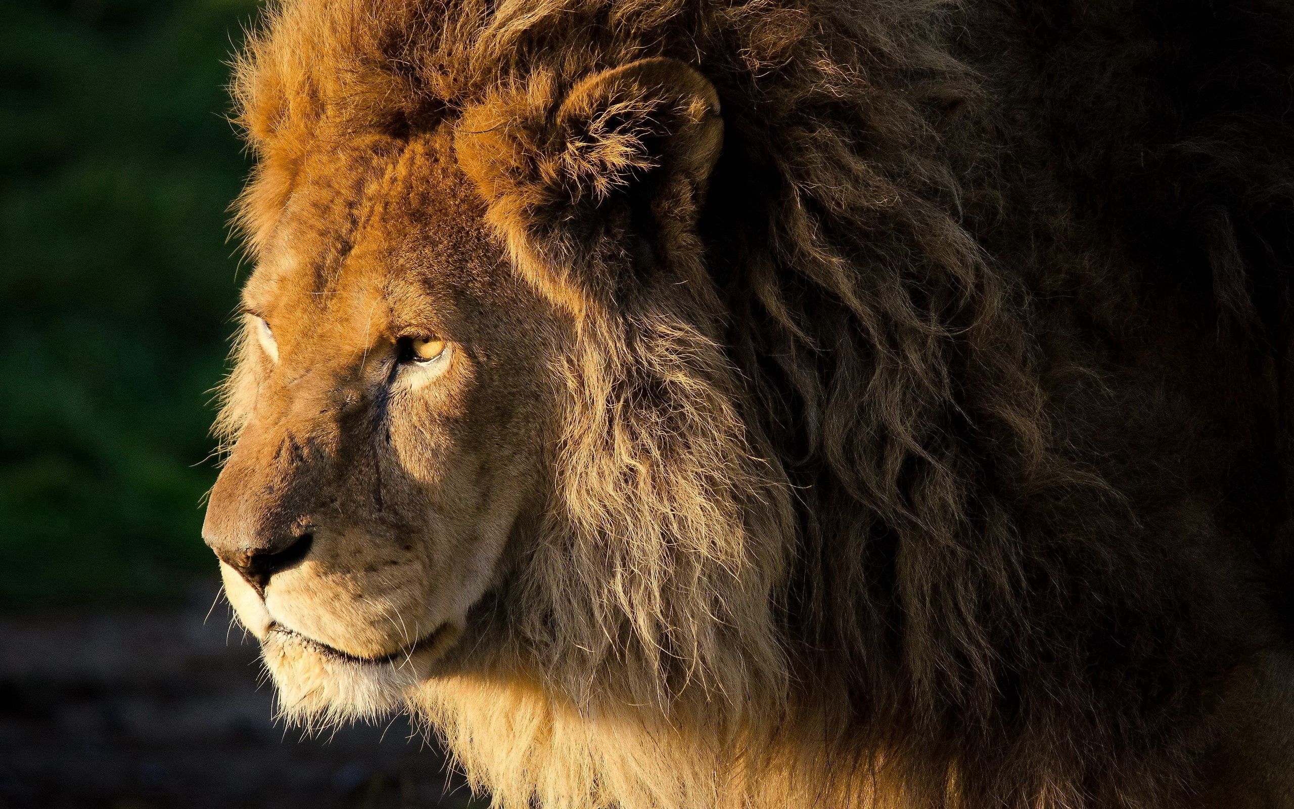 Beautiful lion, head, mane, animals Free Stock Photos