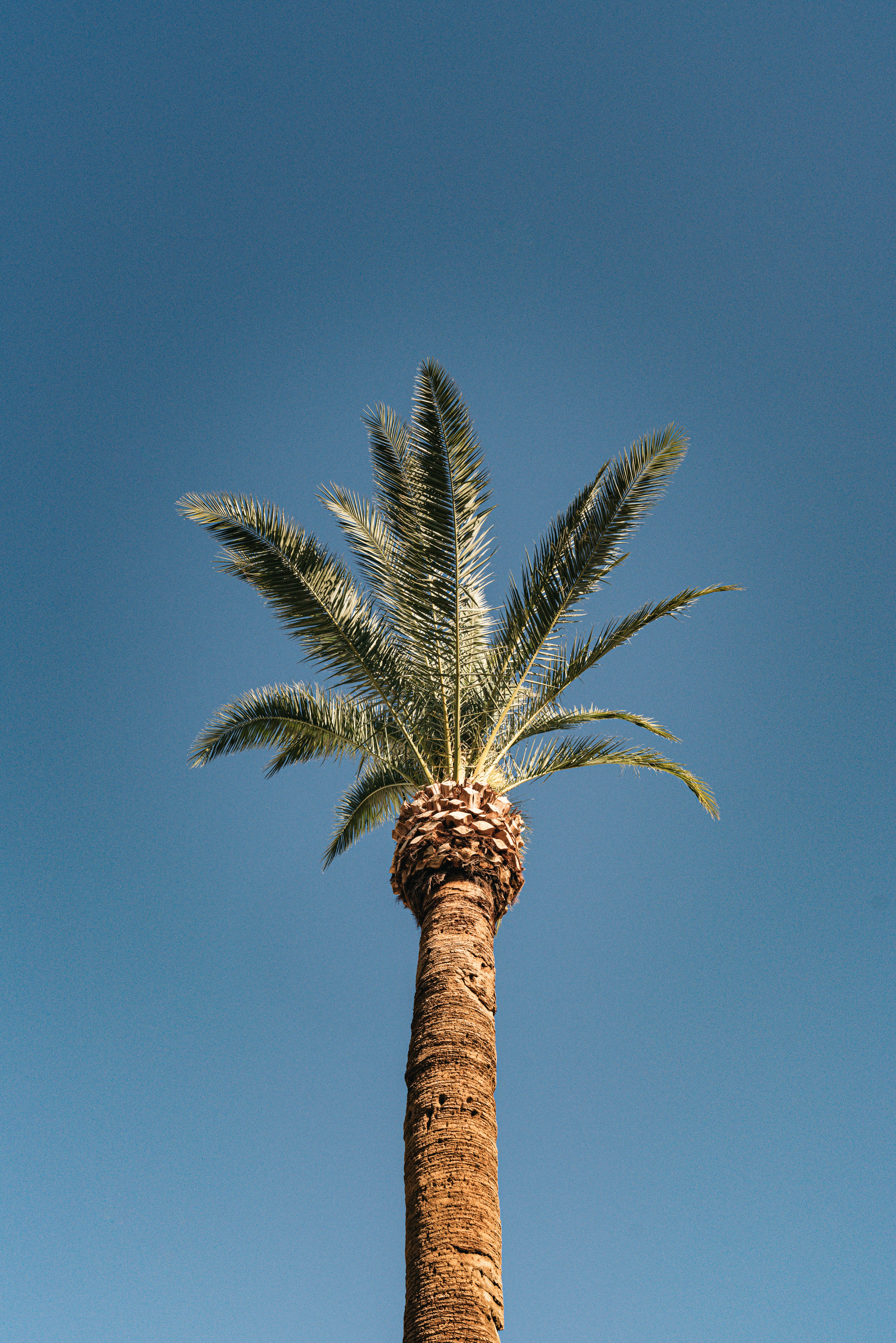 nature, tropics, sky, top, wood, tree, palm Smartphone Background