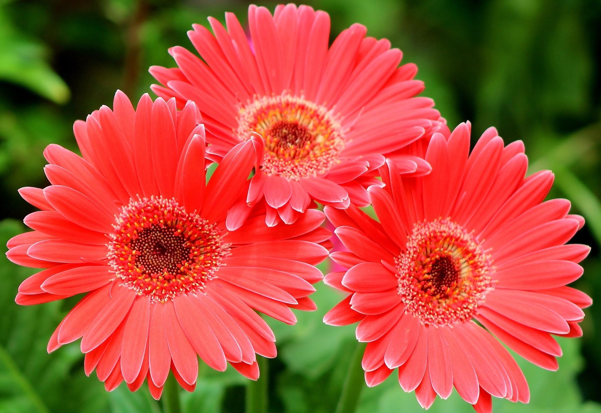 Laden Sie das Blumen, Gerbera, Nahaufnahme, Nahansicht, Drei-Bild kostenlos auf Ihren PC-Desktop herunter