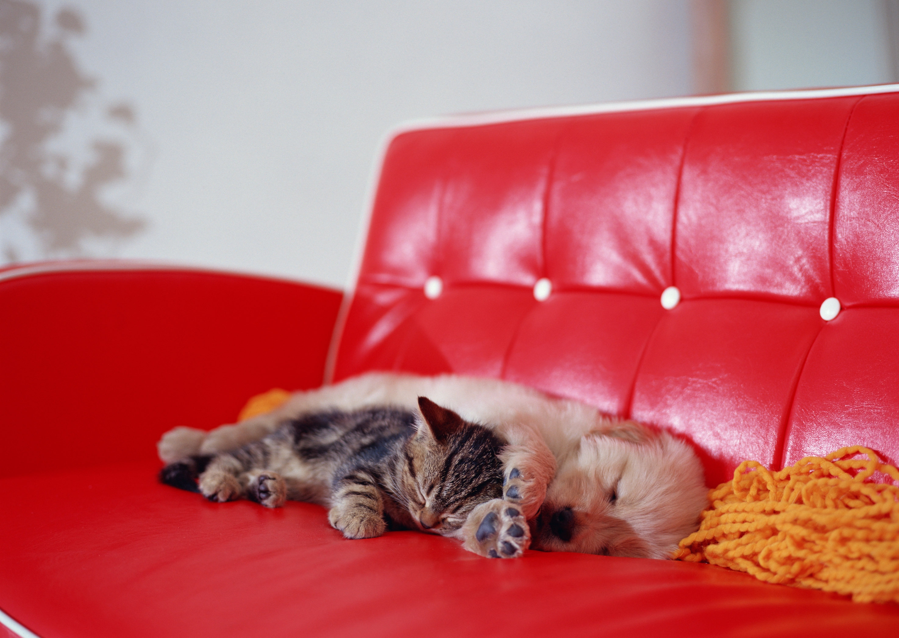 animals, kitty, kitten, to lie down, lie, puppy, sleep, dream, sofa 4K