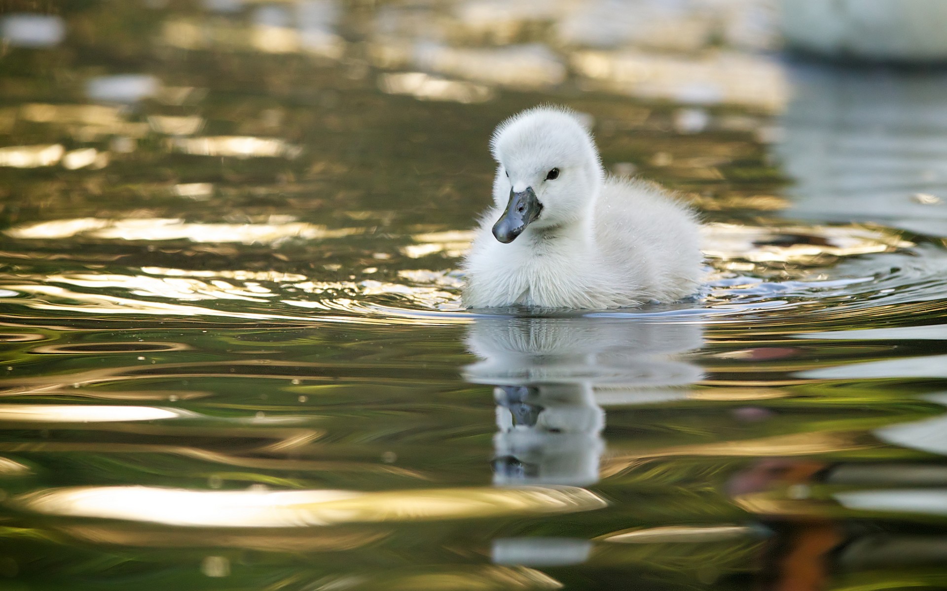 swan, birds, animal images