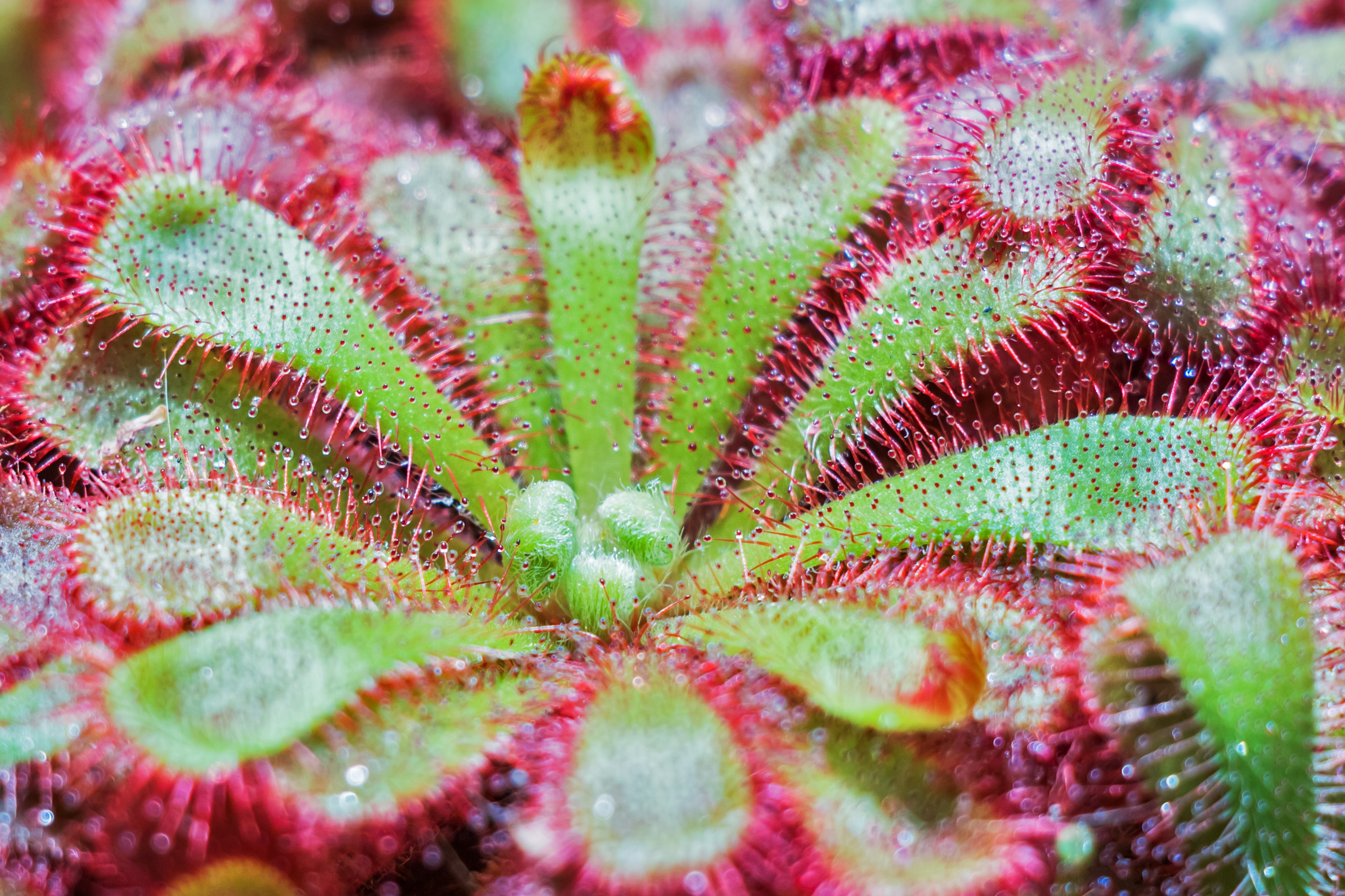 117752 download wallpaper plant, macro, surface, drosera spatulata screensavers and pictures for free