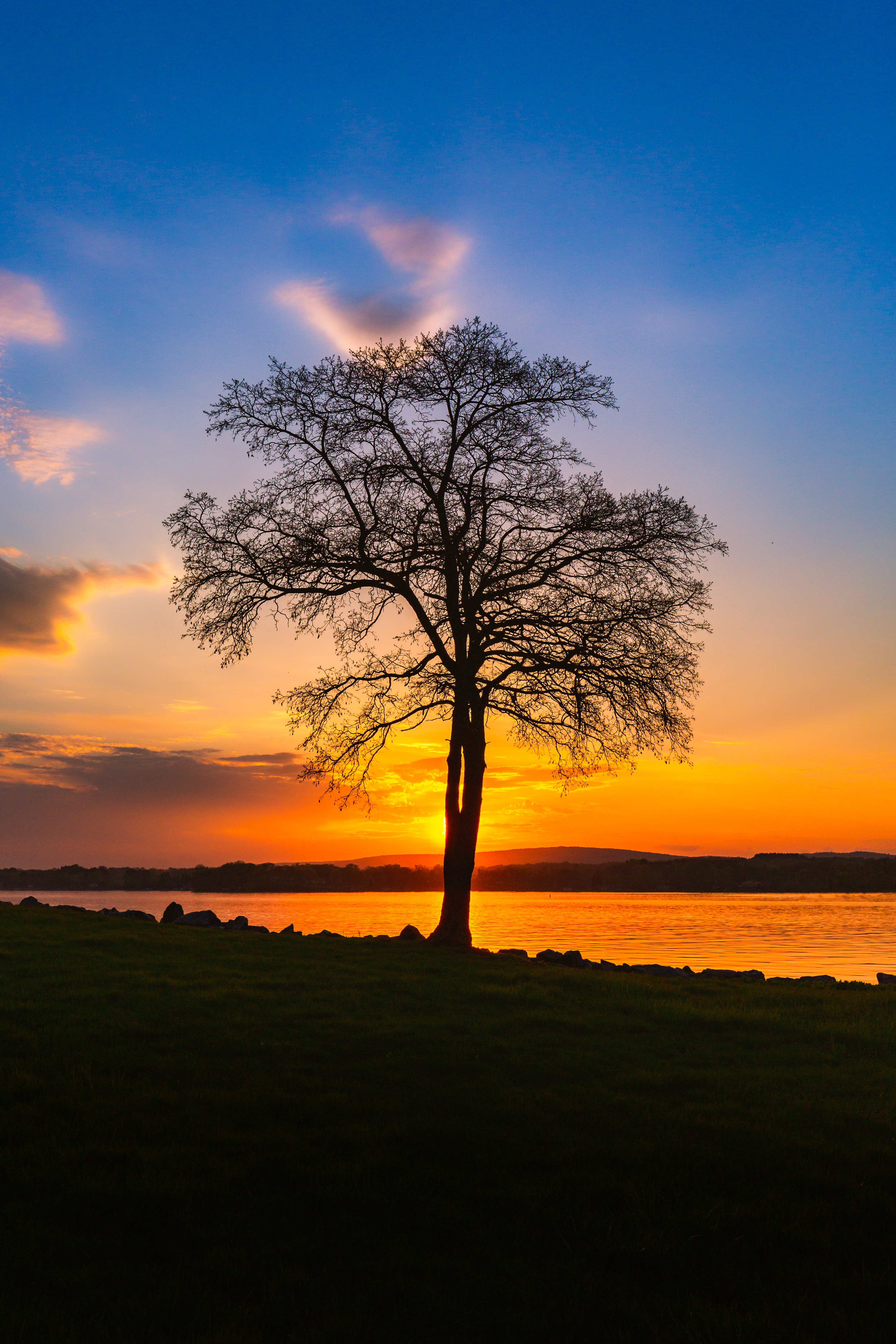 sunset, wood, nature, landscape, lake, bank, shore, tree, evening for android