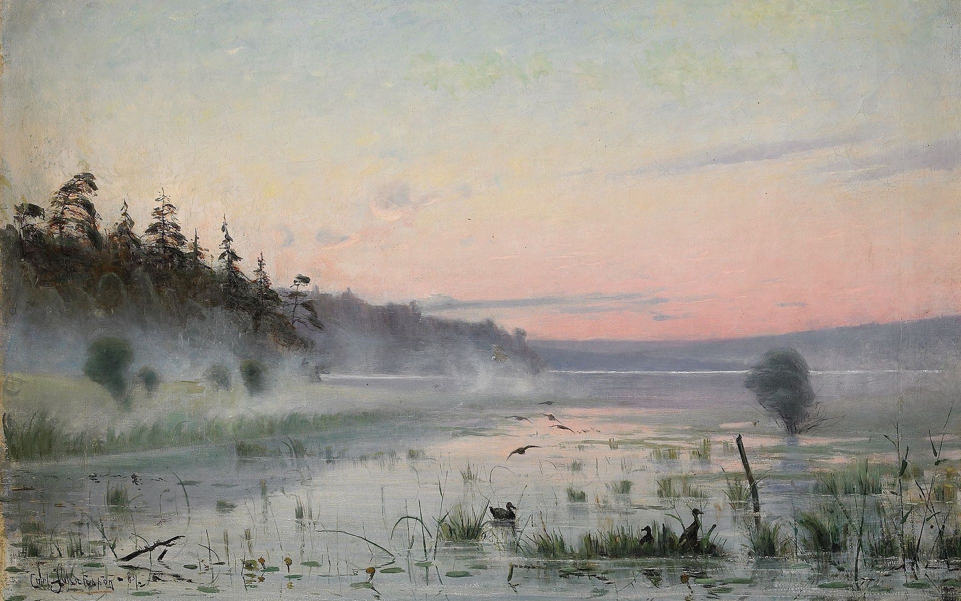 Morning nature, reeds, fog, ducks 8k Backgrounds