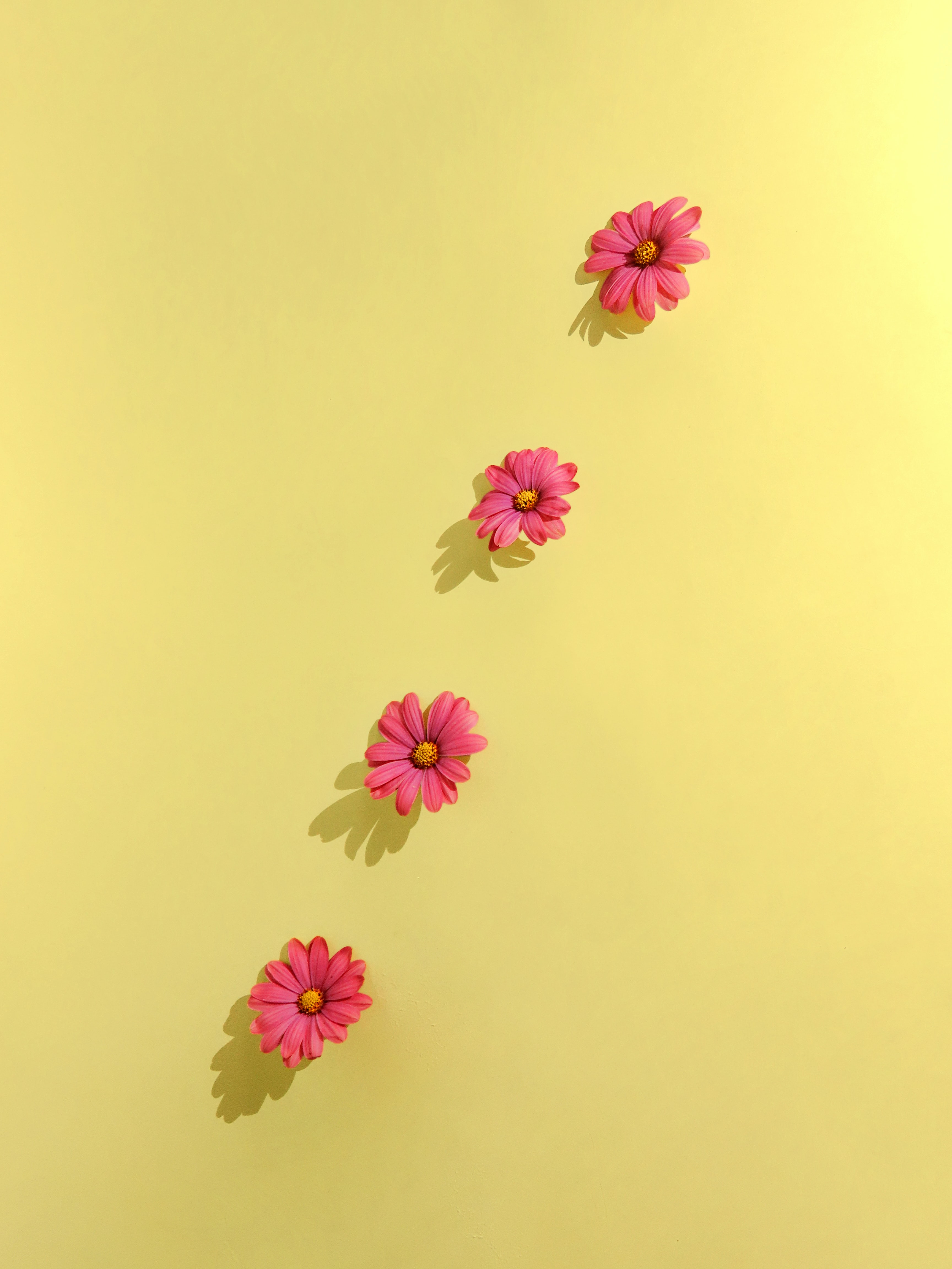 petals, flowers, background Hd 1080p Mobile