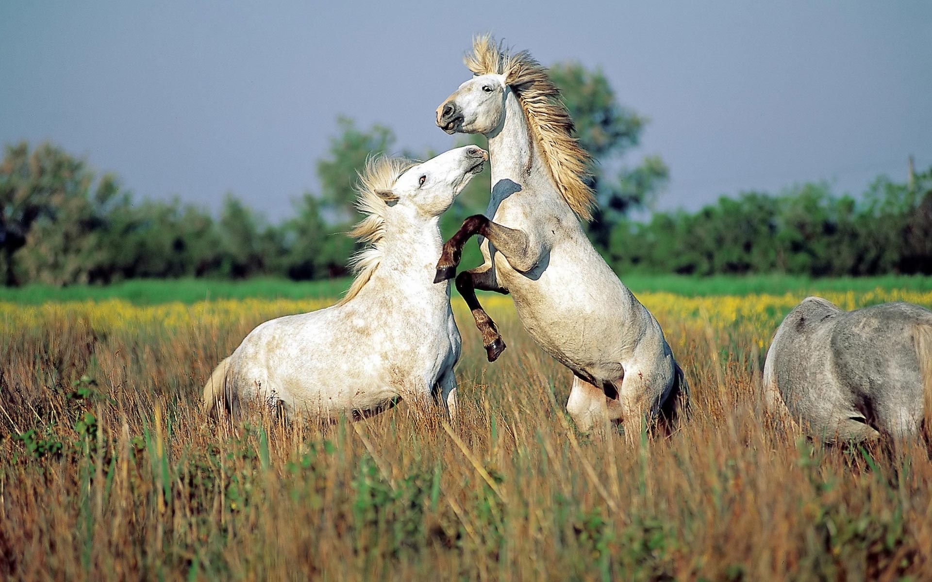47393 Bild herunterladen pferde, tiere - Hintergrundbilder und Bildschirmschoner kostenlos