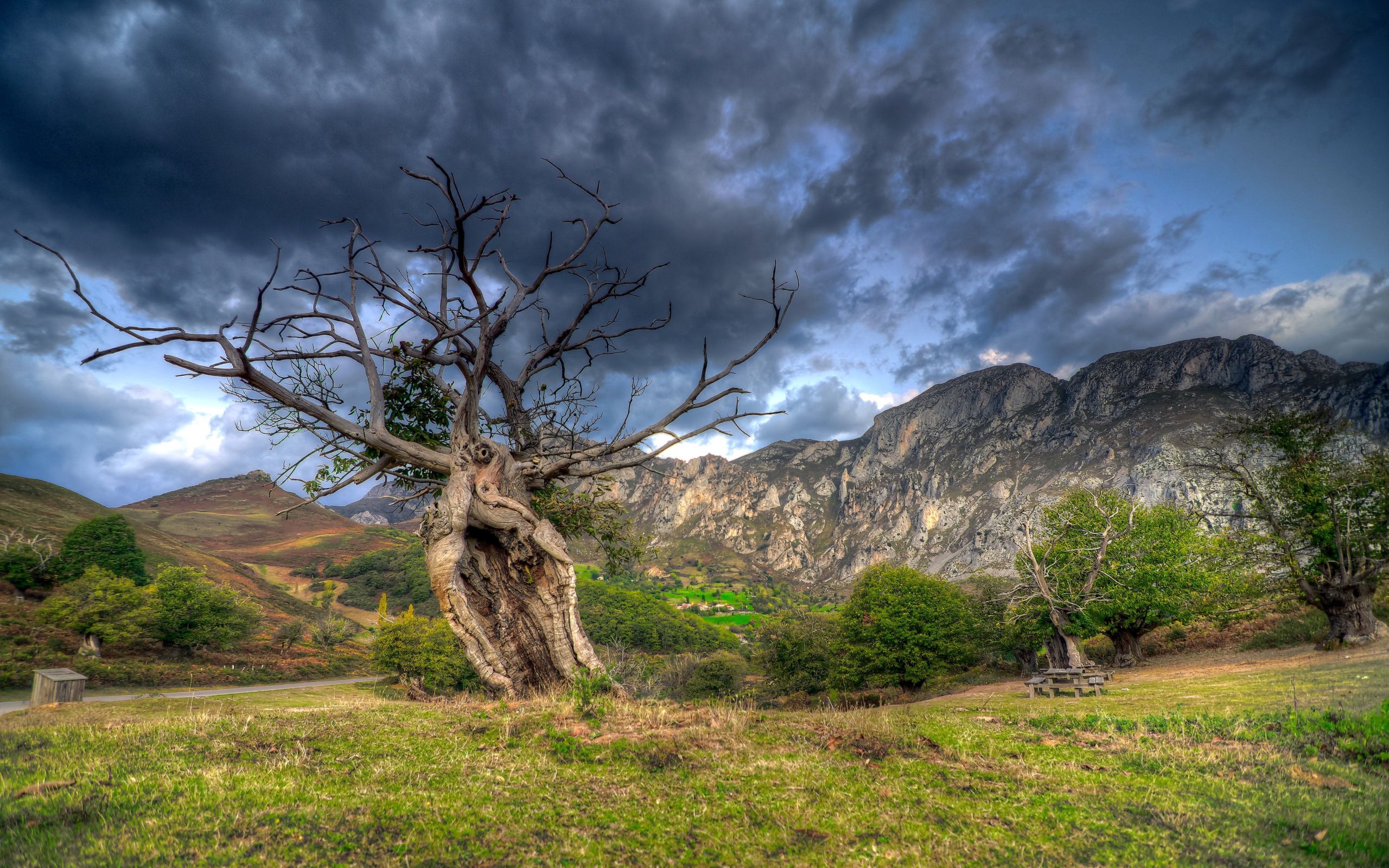 grass, stones, nature, sky, mountains, wood, tree, field, hdr Full HD