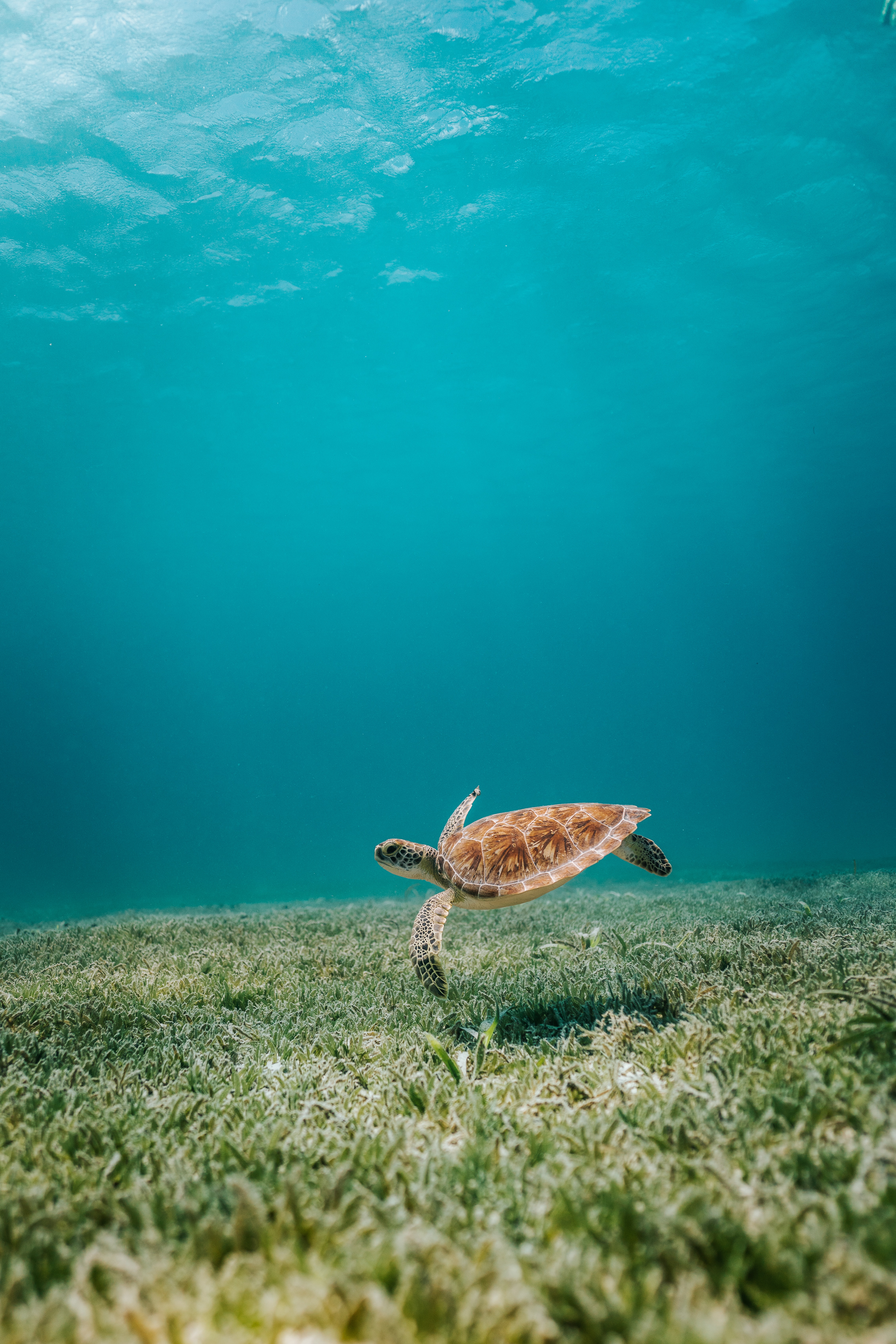 Mobile wallpaper turtle, sea, animals, water, seaweed, algae, bottom