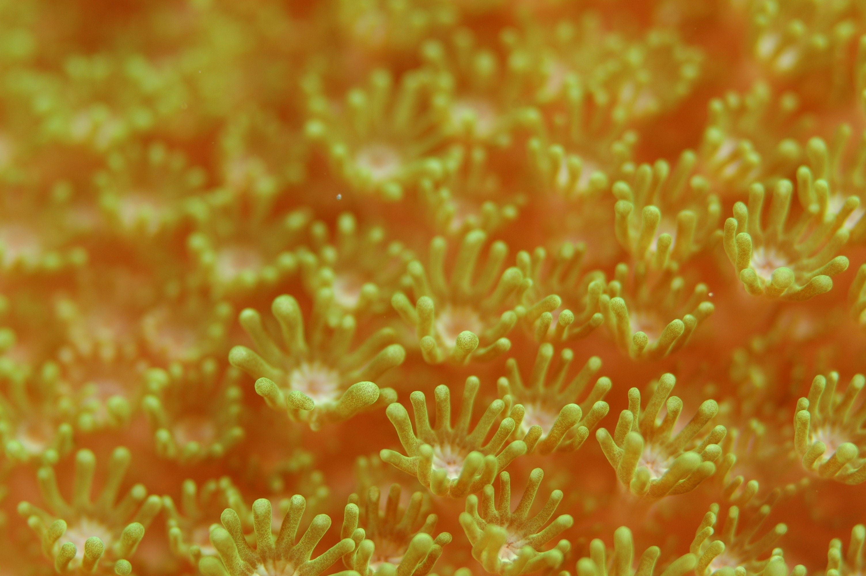 algae, sea anemone, underwater world, macro Windows Mobile Wallpaper