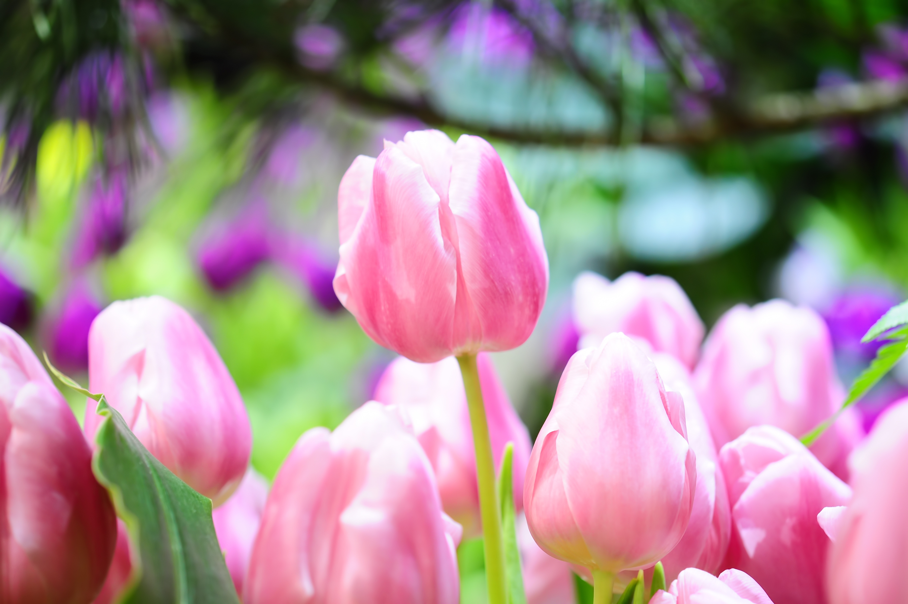 Desktop Backgrounds Tulips flowers, sharpness, spring, buds