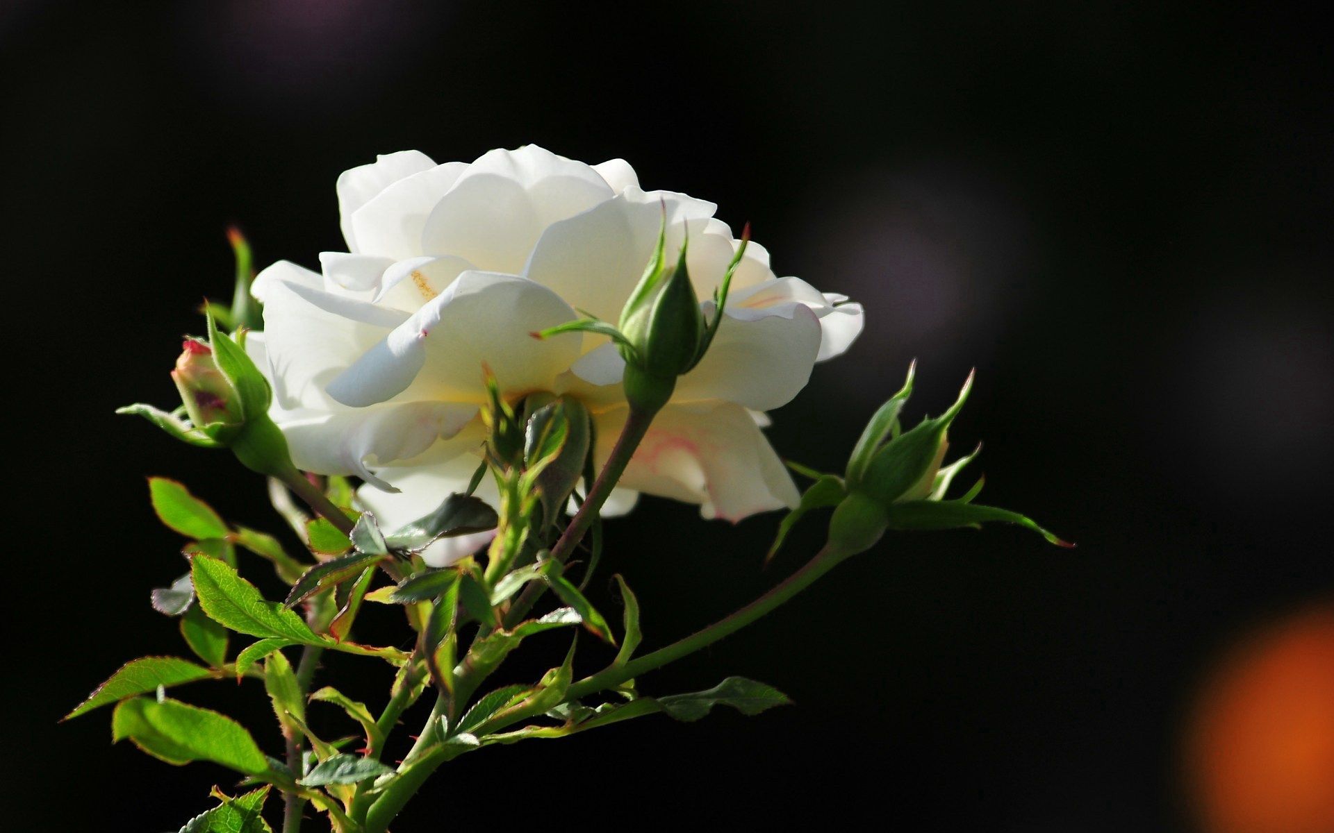 rose, morning, petals, flowers Lock Screen Images