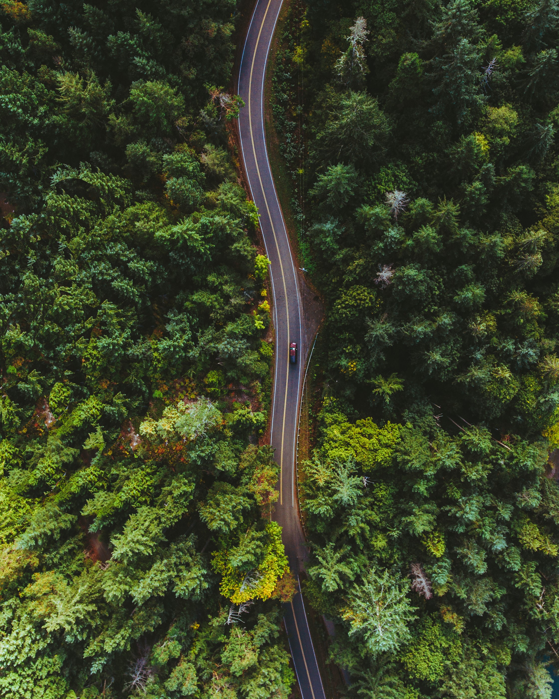 Ultra HD 4K road, trees, markup, view from above