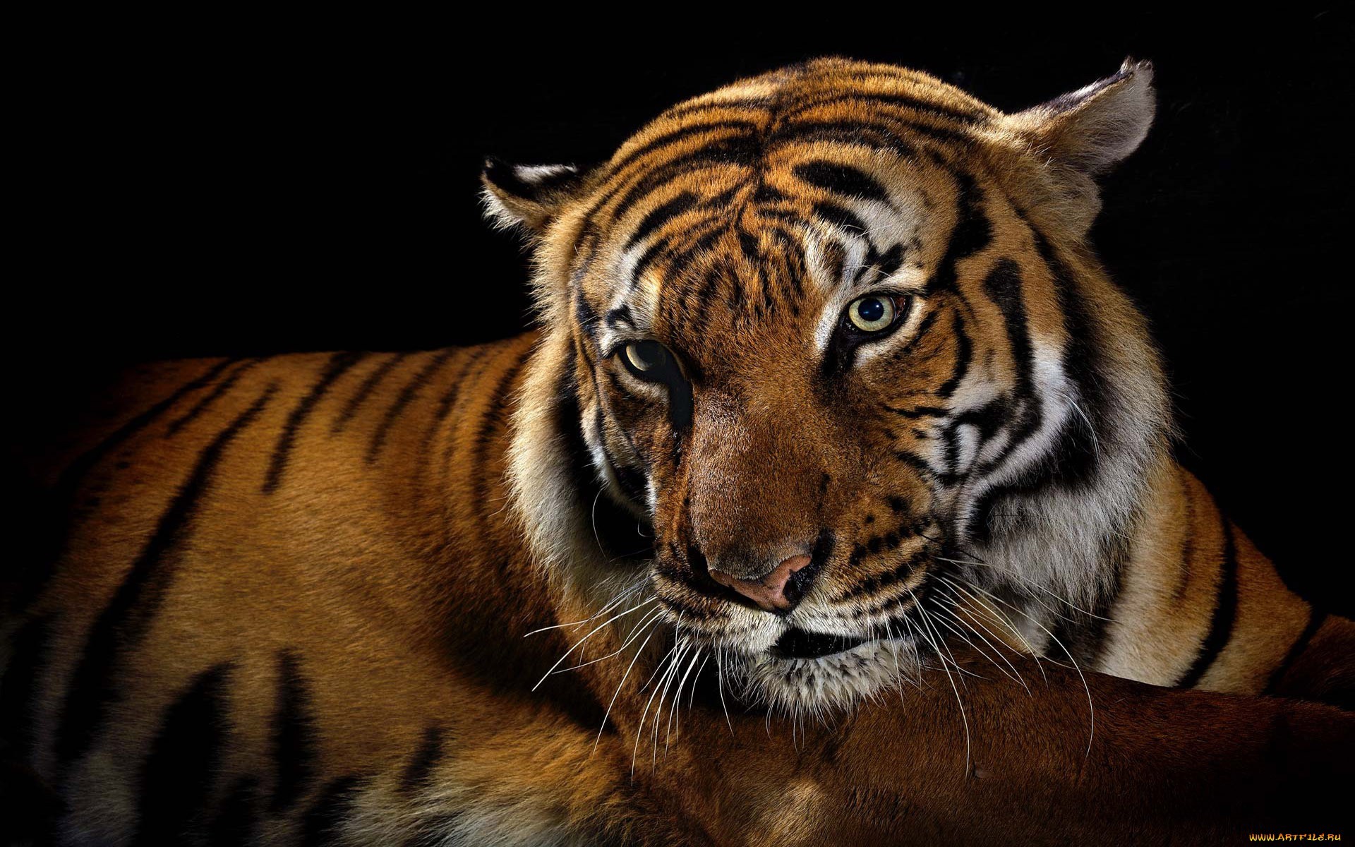 24343 Hintergrundbilder und Tigers Bilder auf dem Desktop. Laden Sie orange, tiere Bildschirmschoner kostenlos auf den PC herunter