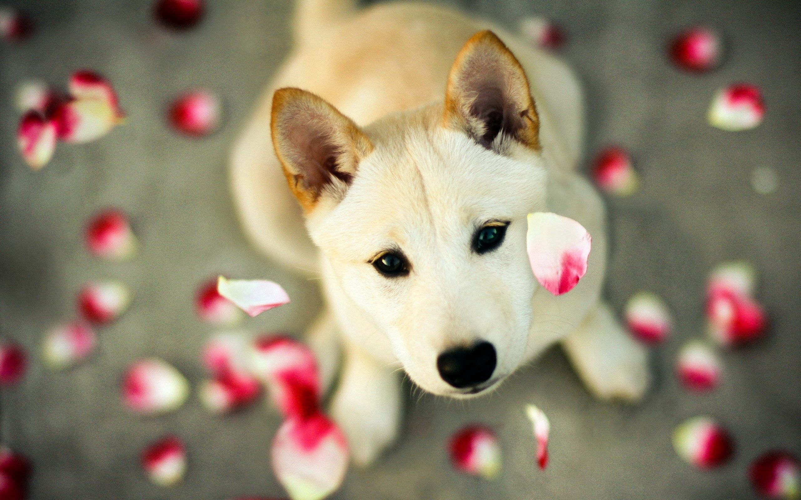 Laden Sie das Tiere, Blütenblätter, Hund, Schnauze, Sicht, Meinung-Bild kostenlos auf Ihren PC-Desktop herunter