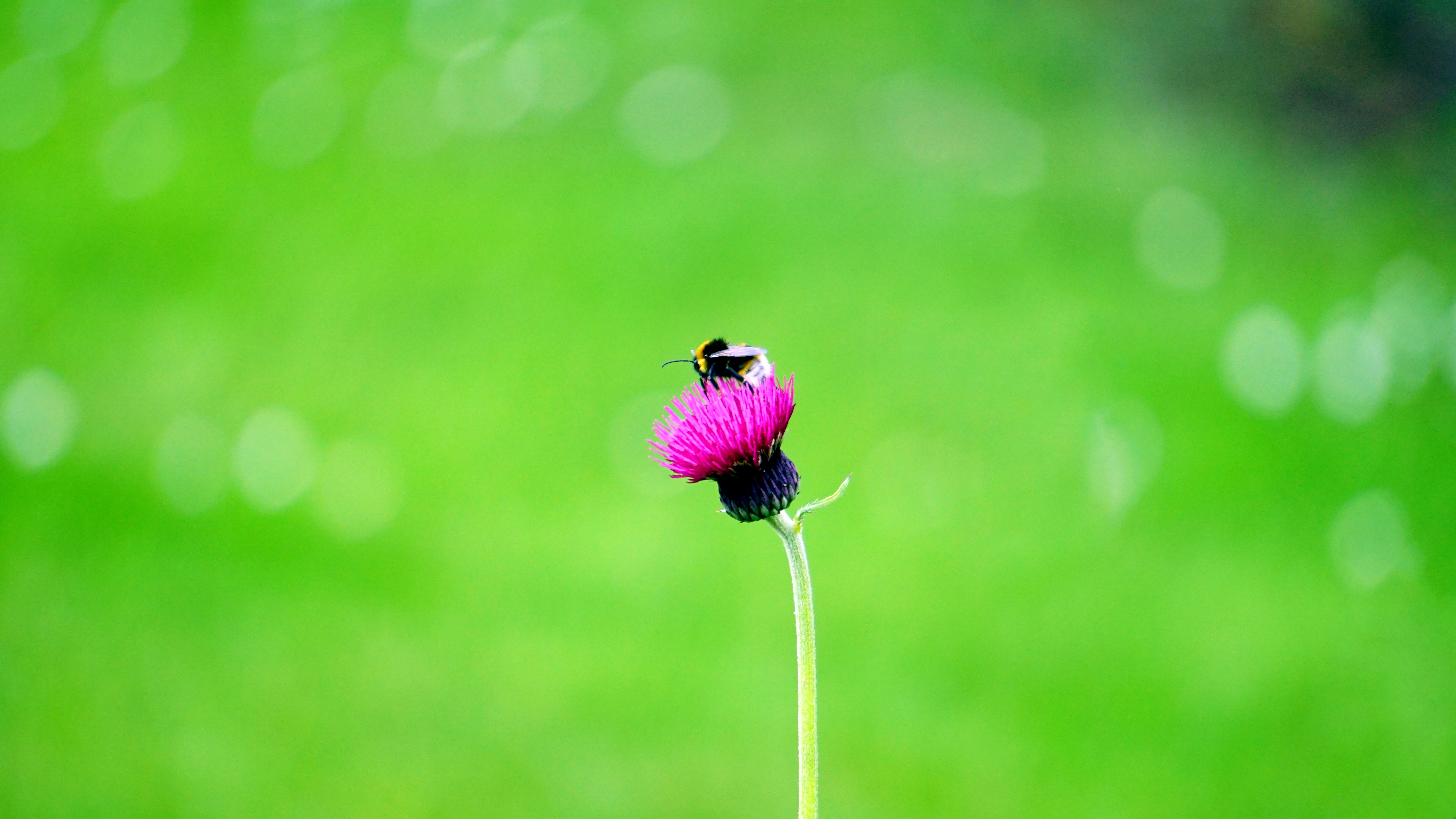 macro, bud, flower, bee High Definition image