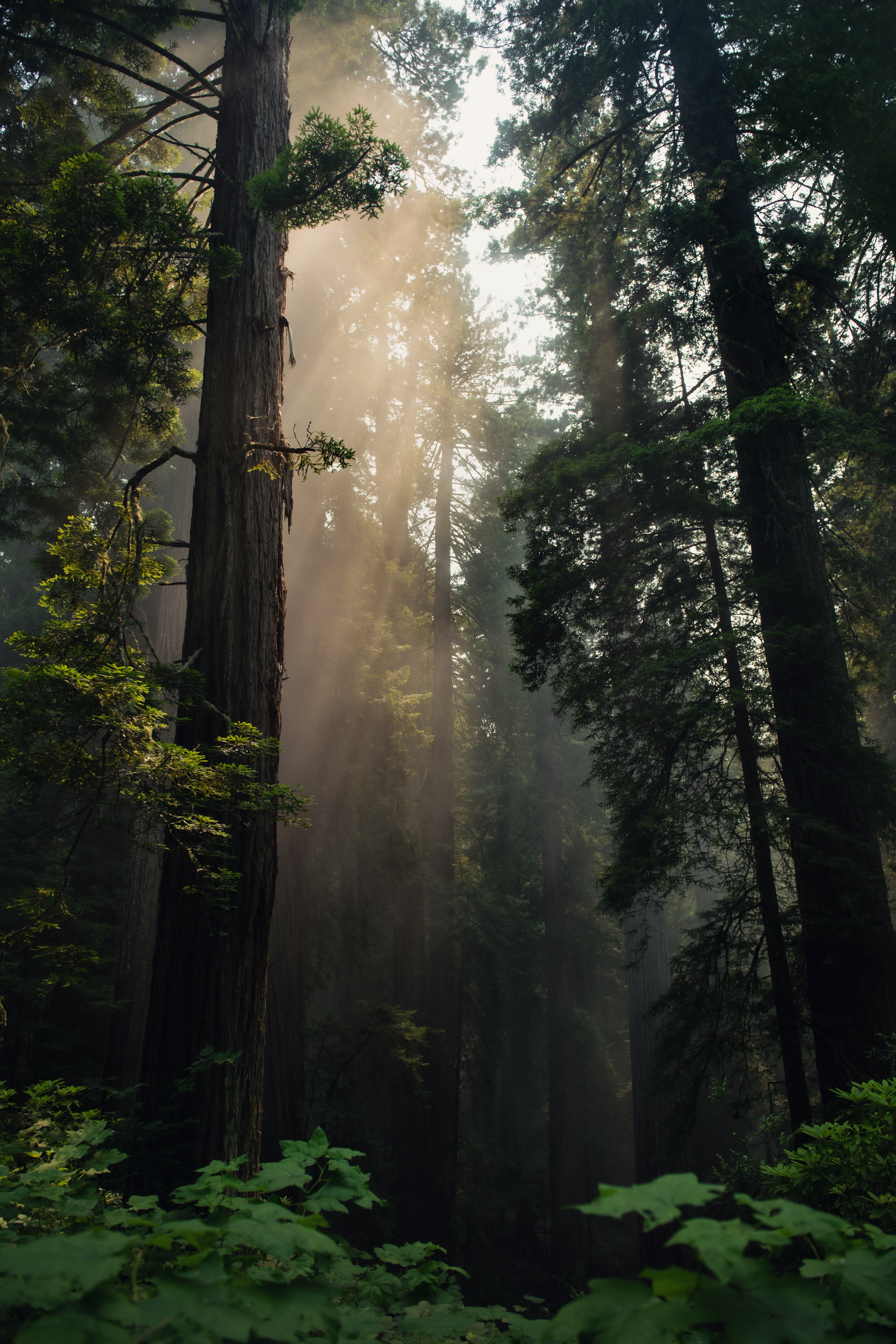 89094 скачать обои лес, деревья, туман, солнечный свет, природа - заставки и картинки бесплатно