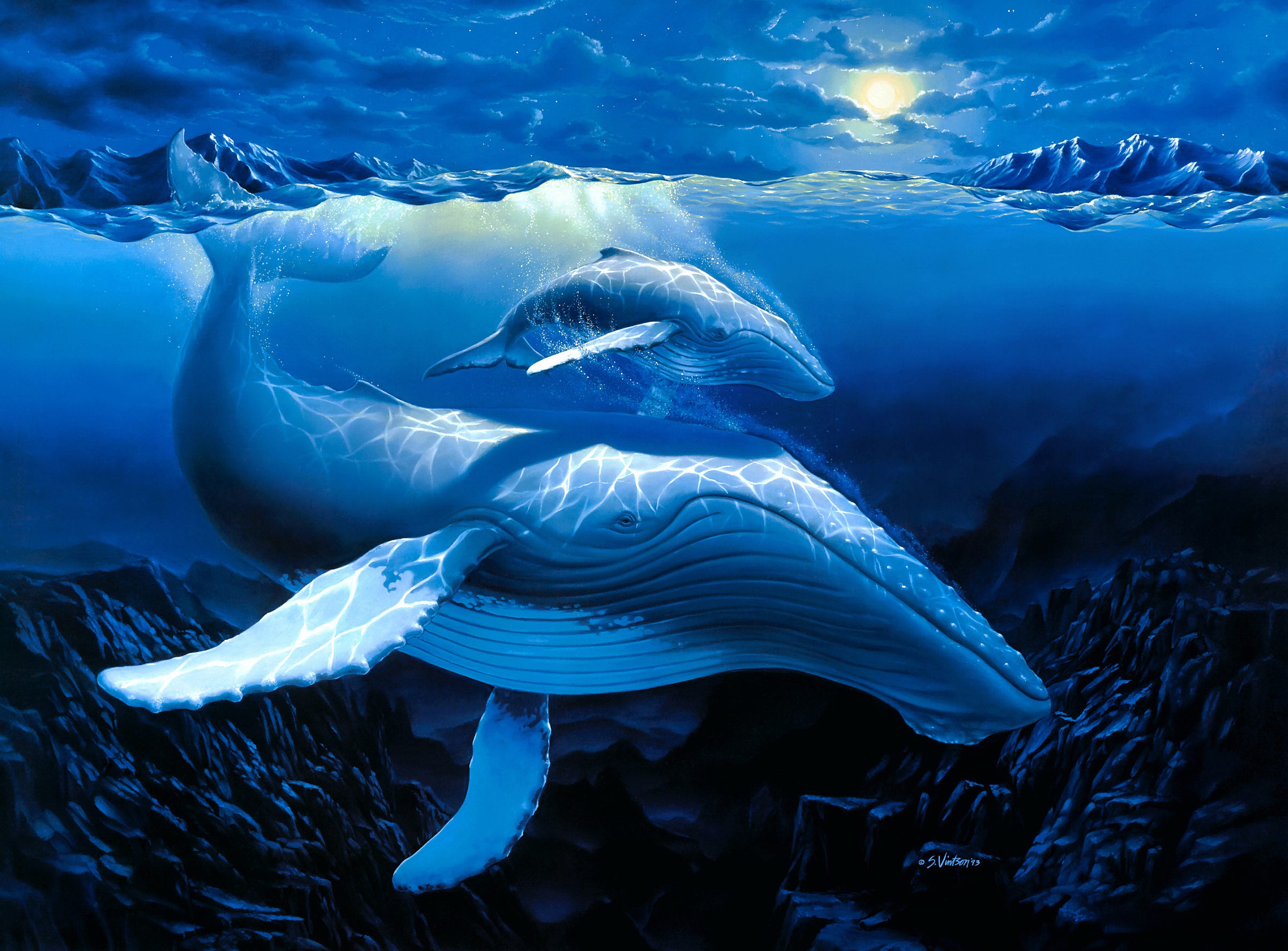 Подводный мир киты