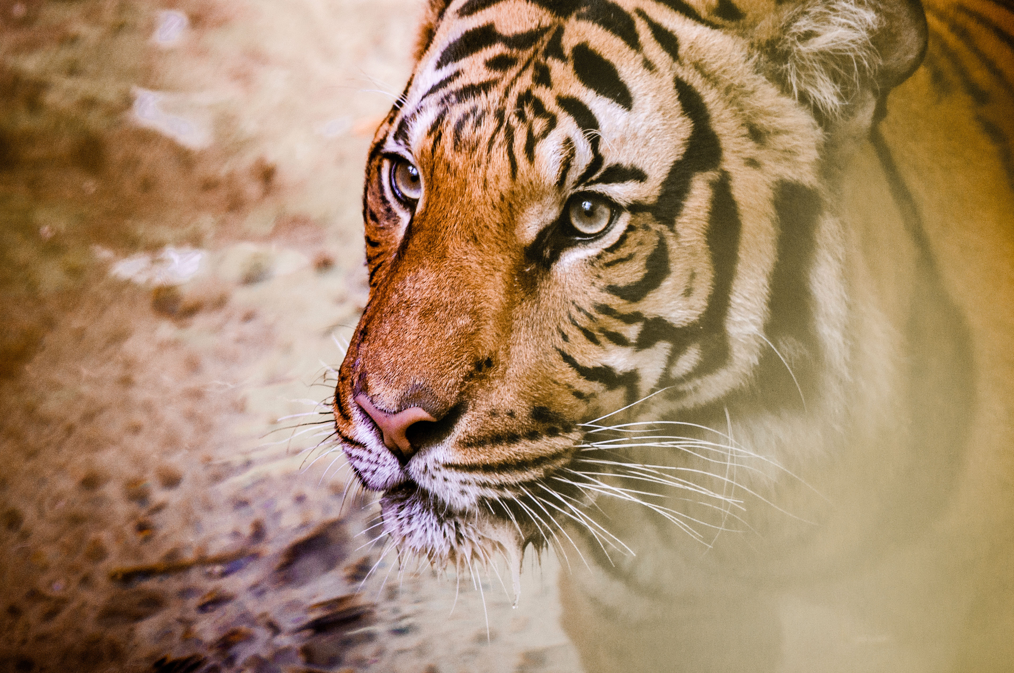 tiger, animals, muzzle, predator, big cat Aesthetic wallpaper