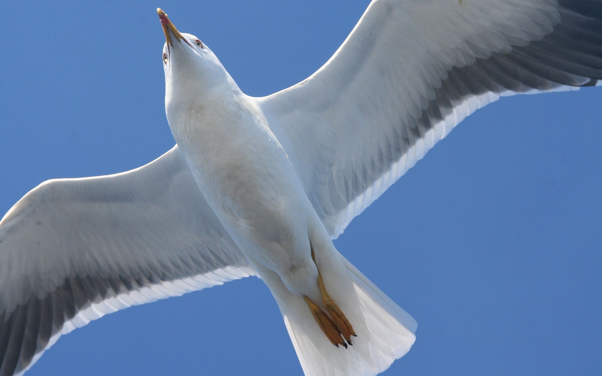 Best Gull mobile Picture