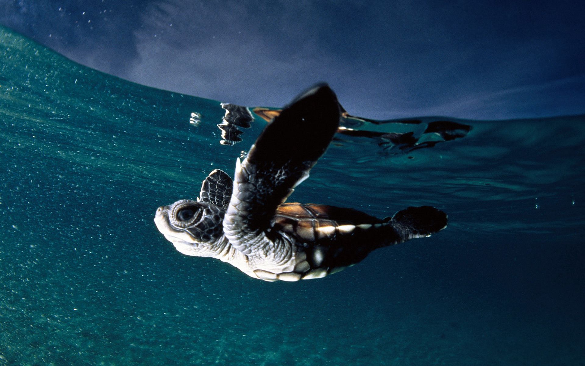 Swim underwater world, animals, sea, turtle 4k Wallpaper