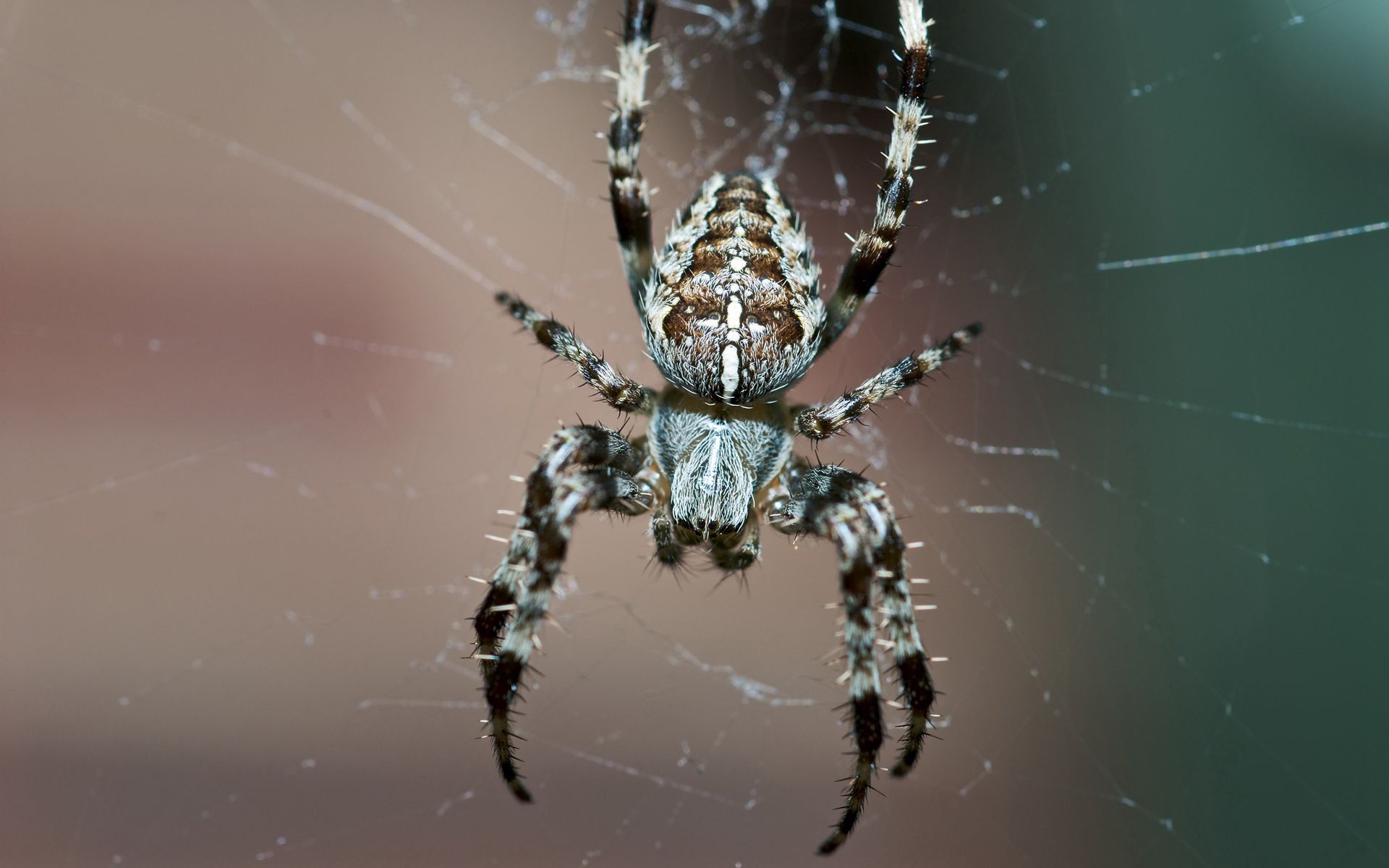 73695 скачать обои паутина, насекомое, макро, ноги, паук, маленький - заставки и картинки бесплатно