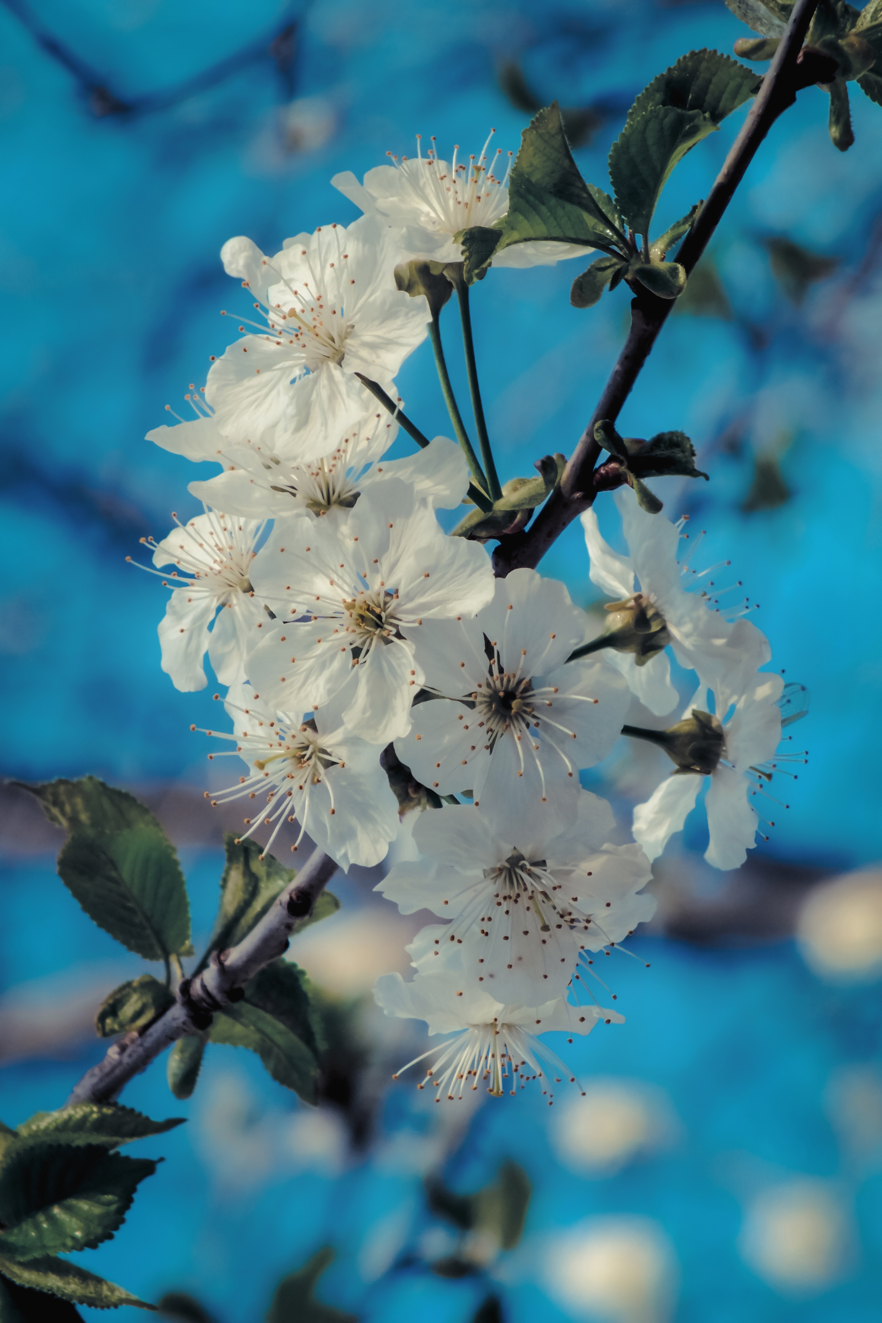 Download mobile wallpaper Flowers, Bloom, Macro, Petals, Flowering, Branch, Spring for free.