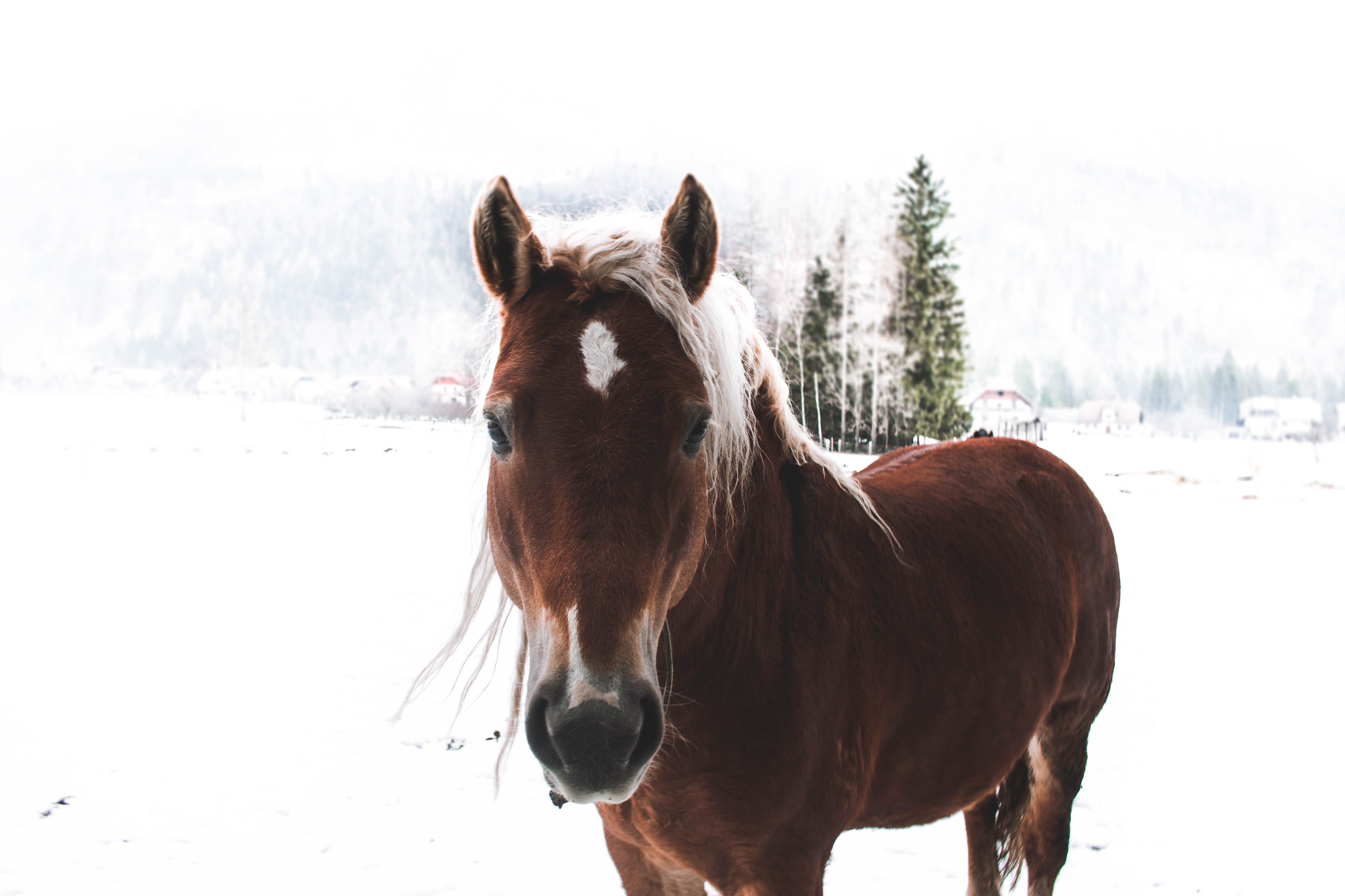 Muzzle snow, animals, horse 4k Wallpaper