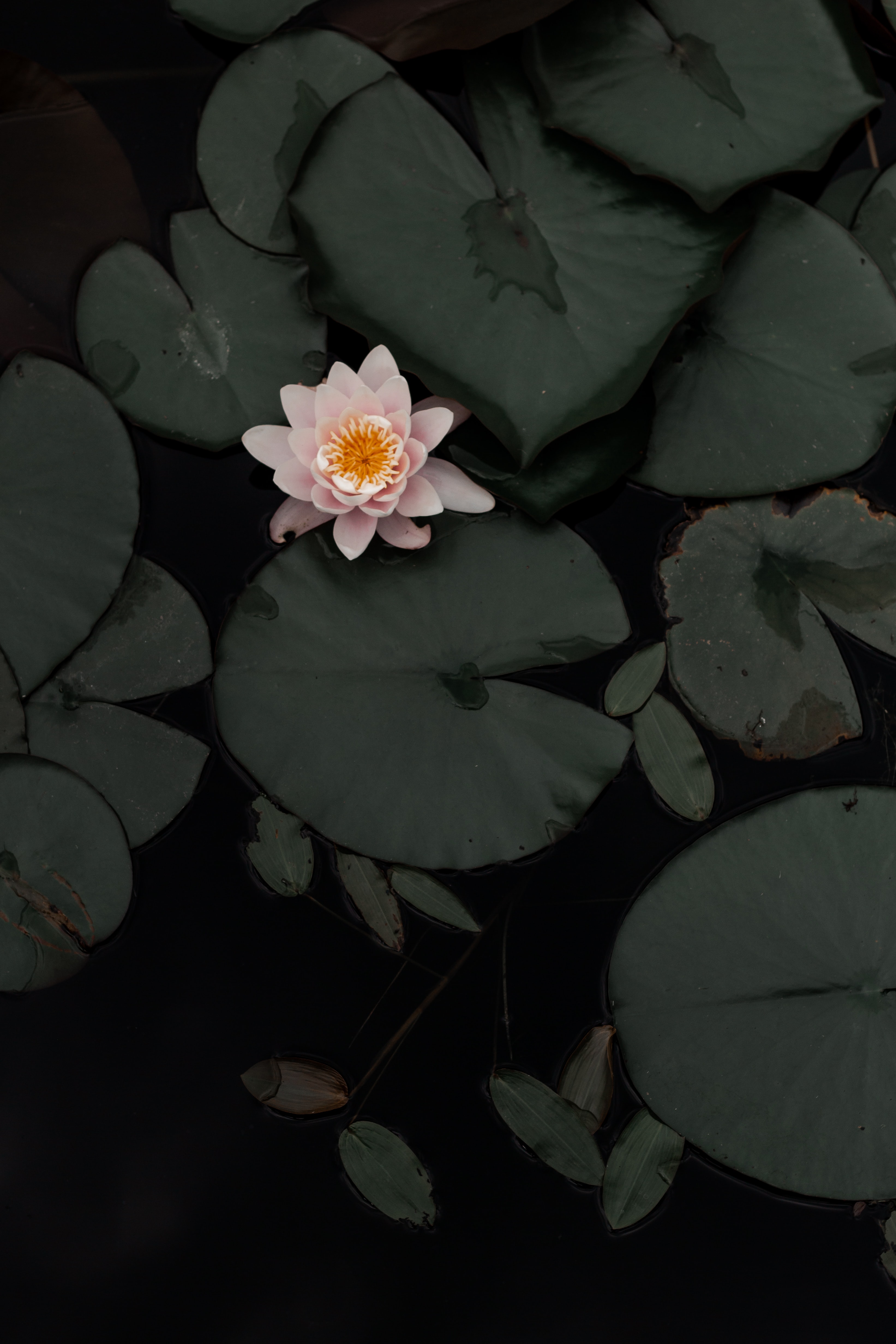 86624 Hintergrundbild herunterladen blumen, lotus, swamp, blume, pflanze - Bildschirmschoner und Bilder kostenlos
