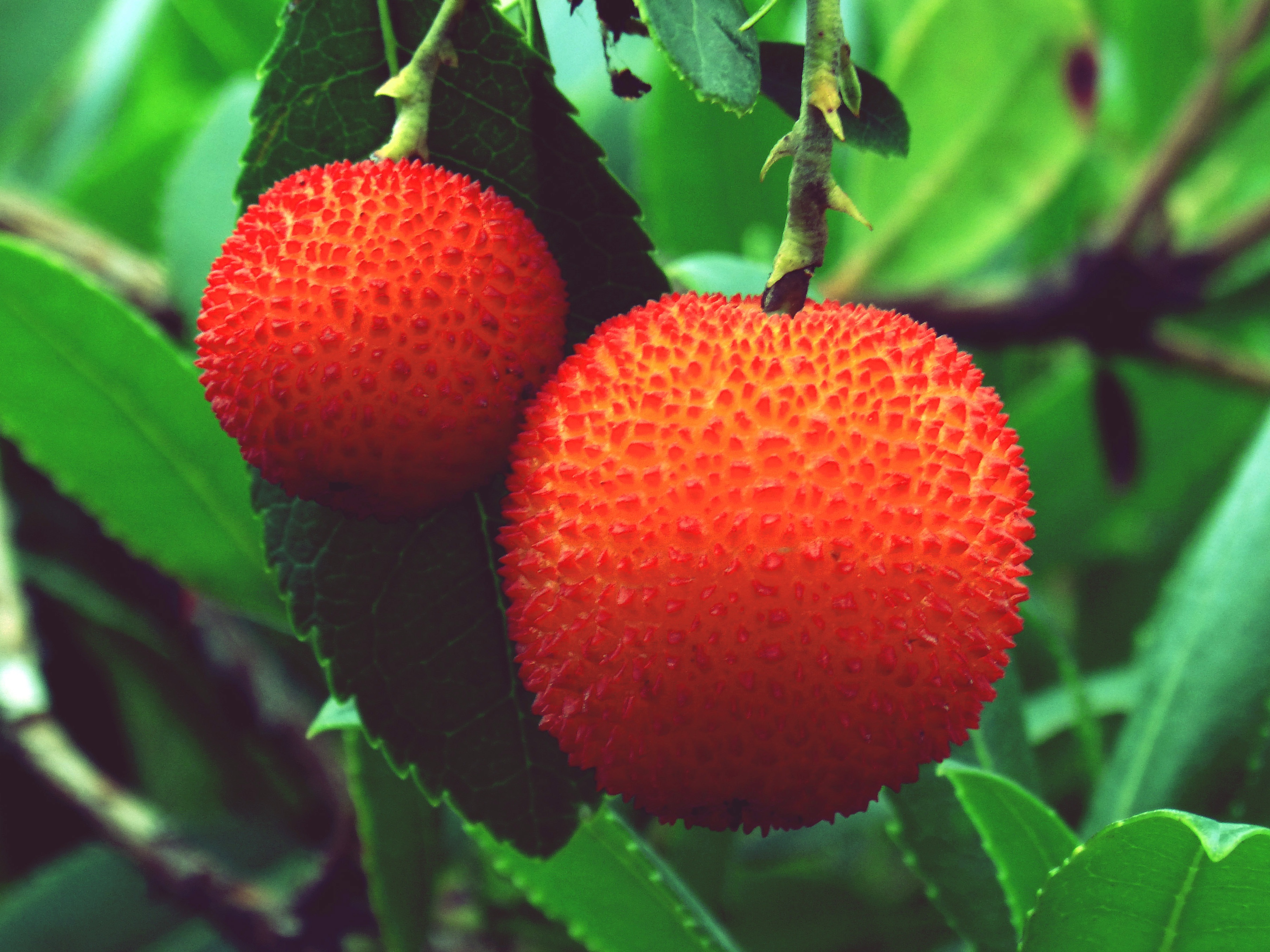 Laden Sie das Erdbeere, Berries, Makro, Wilde Erdbeeren, Erdbeerbaum, Arbutus-Bild kostenlos auf Ihren PC-Desktop herunter