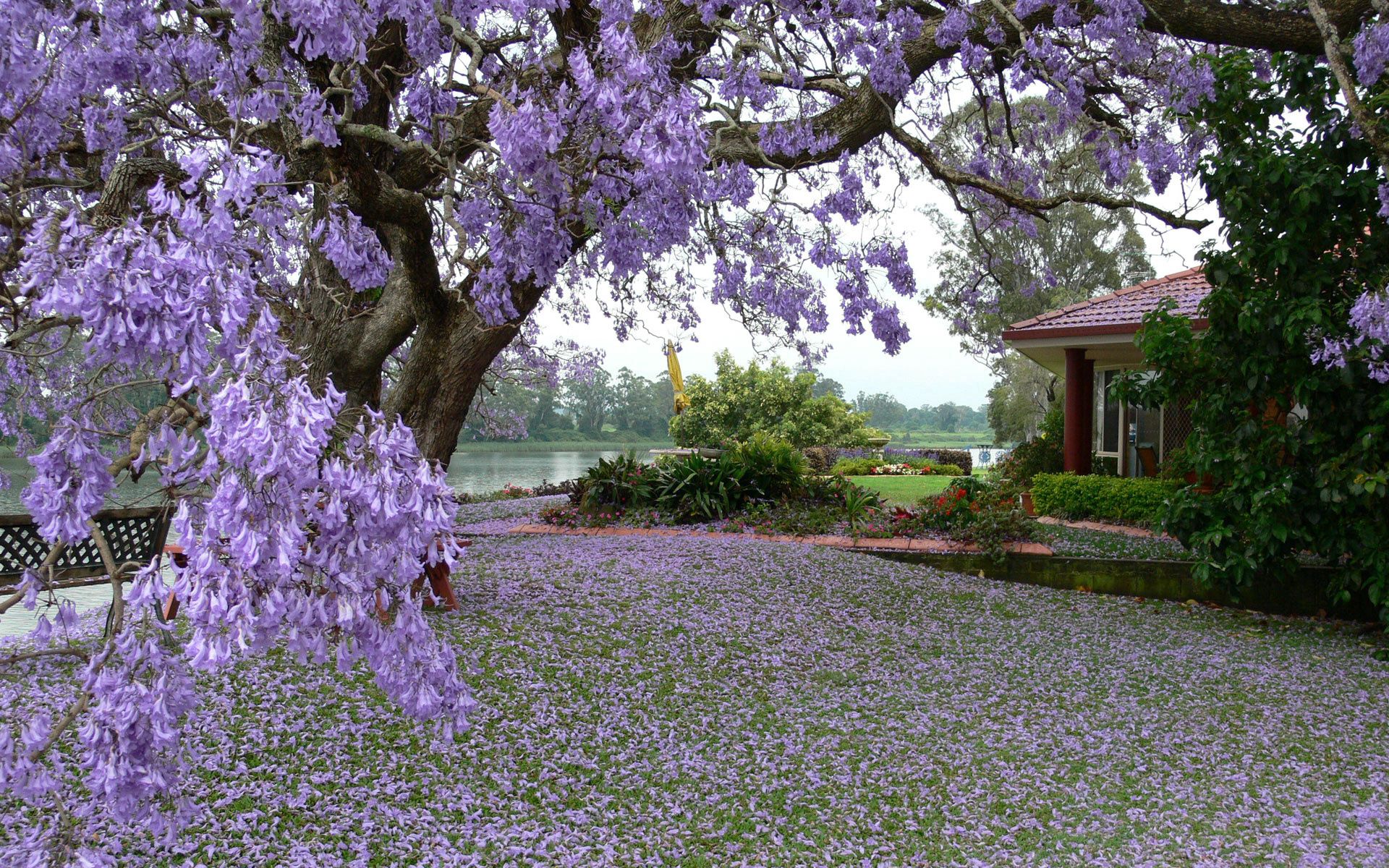 garden, nature, wood, petals, tree, bloom, flowering, house, spring, courtyard, yard 1080p