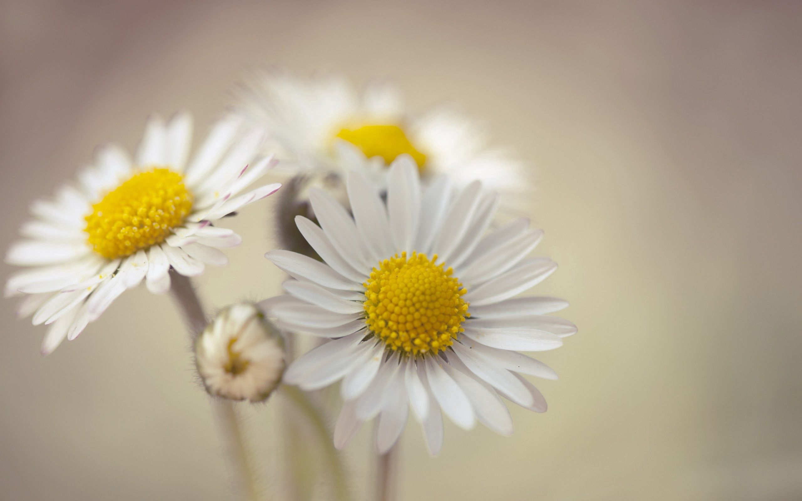 Laden Sie das Blumen, Kamille, Makro, Blütenblätter-Bild kostenlos auf Ihren PC-Desktop herunter