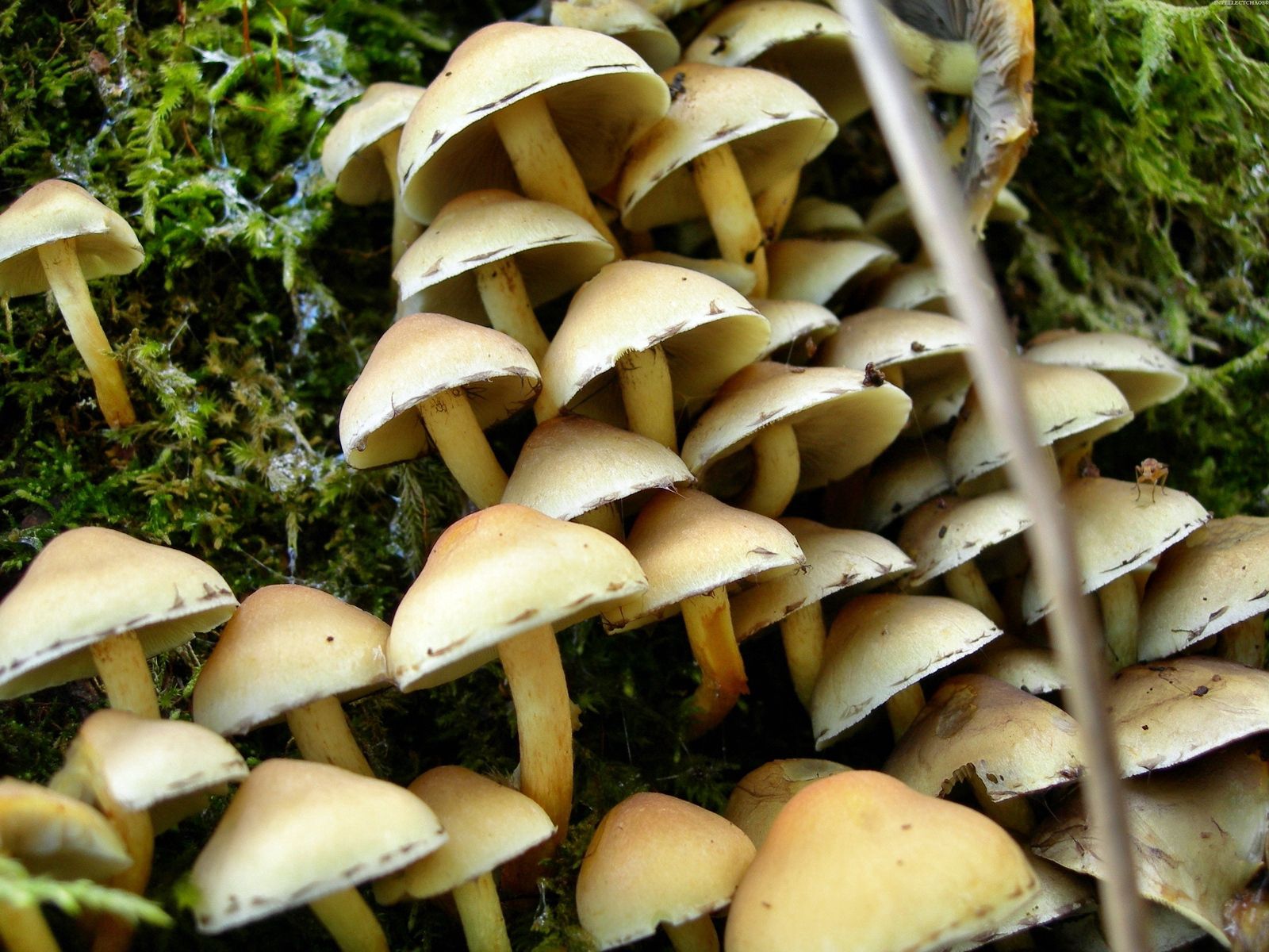 nature, stump, honey mushrooms, mushrooms HD Mobile