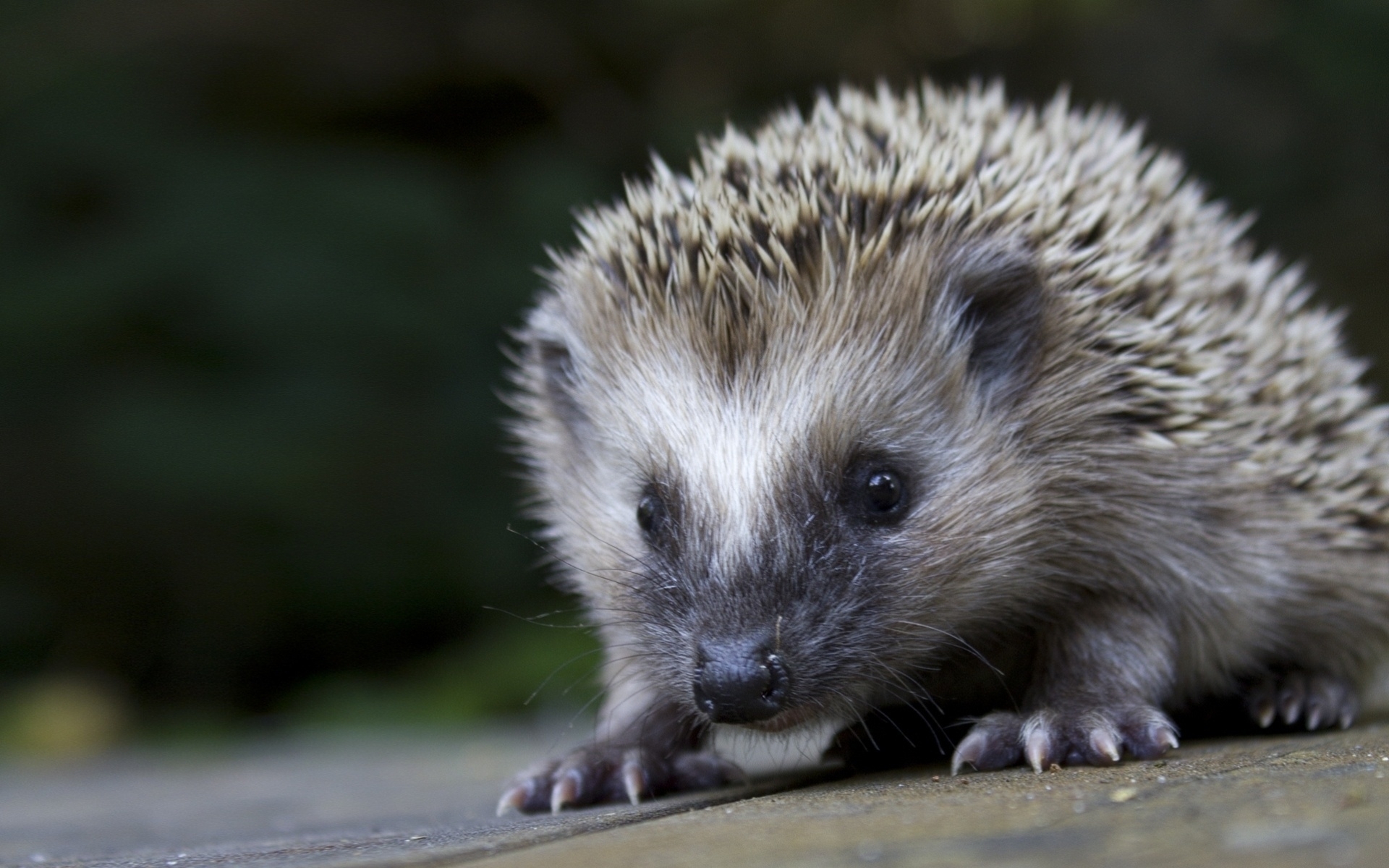 26247 download wallpaper animals, hedgehogs screensavers and pictures for free
