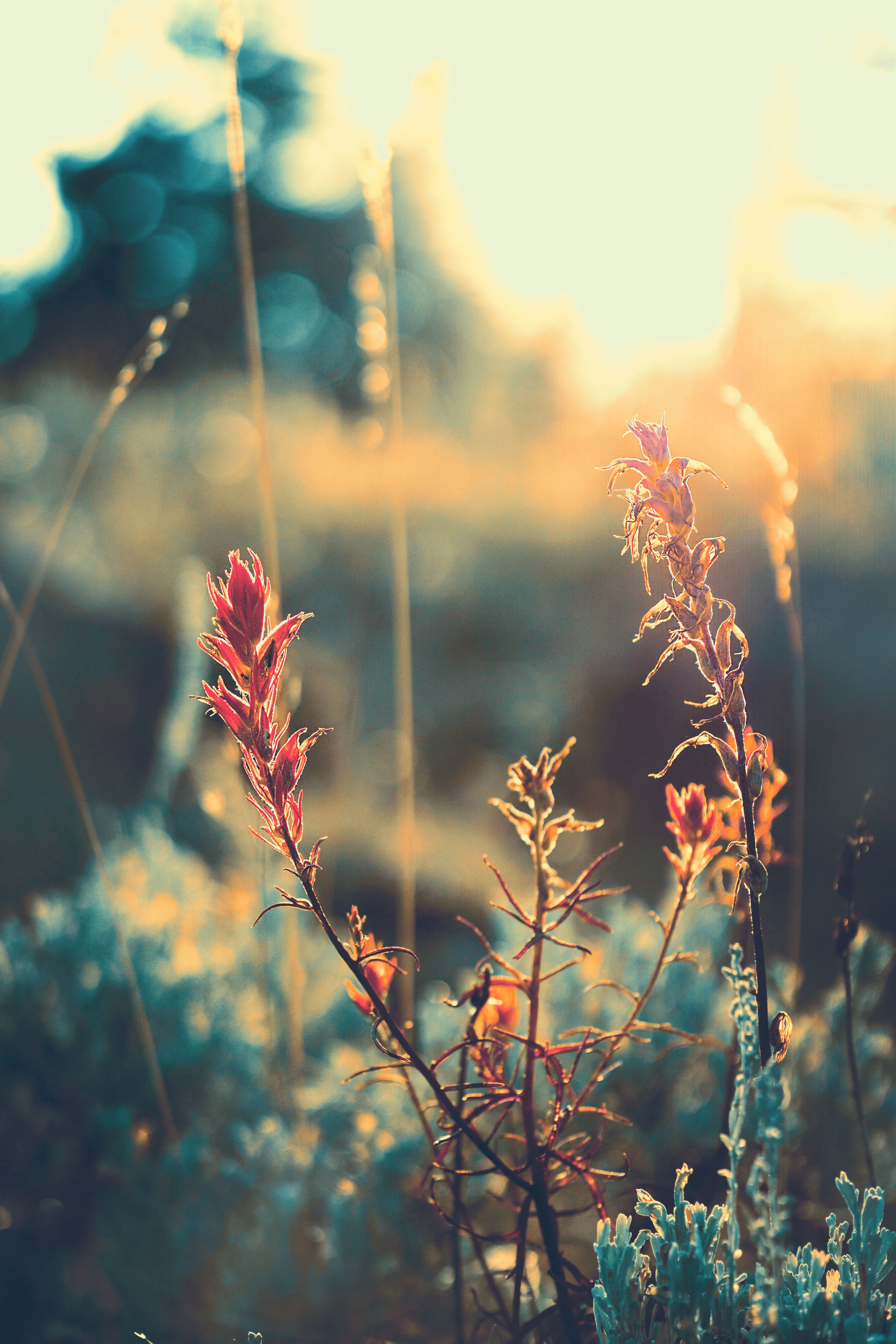smooth, plant, macro, glare, blur, grass, sunlight lock screen backgrounds