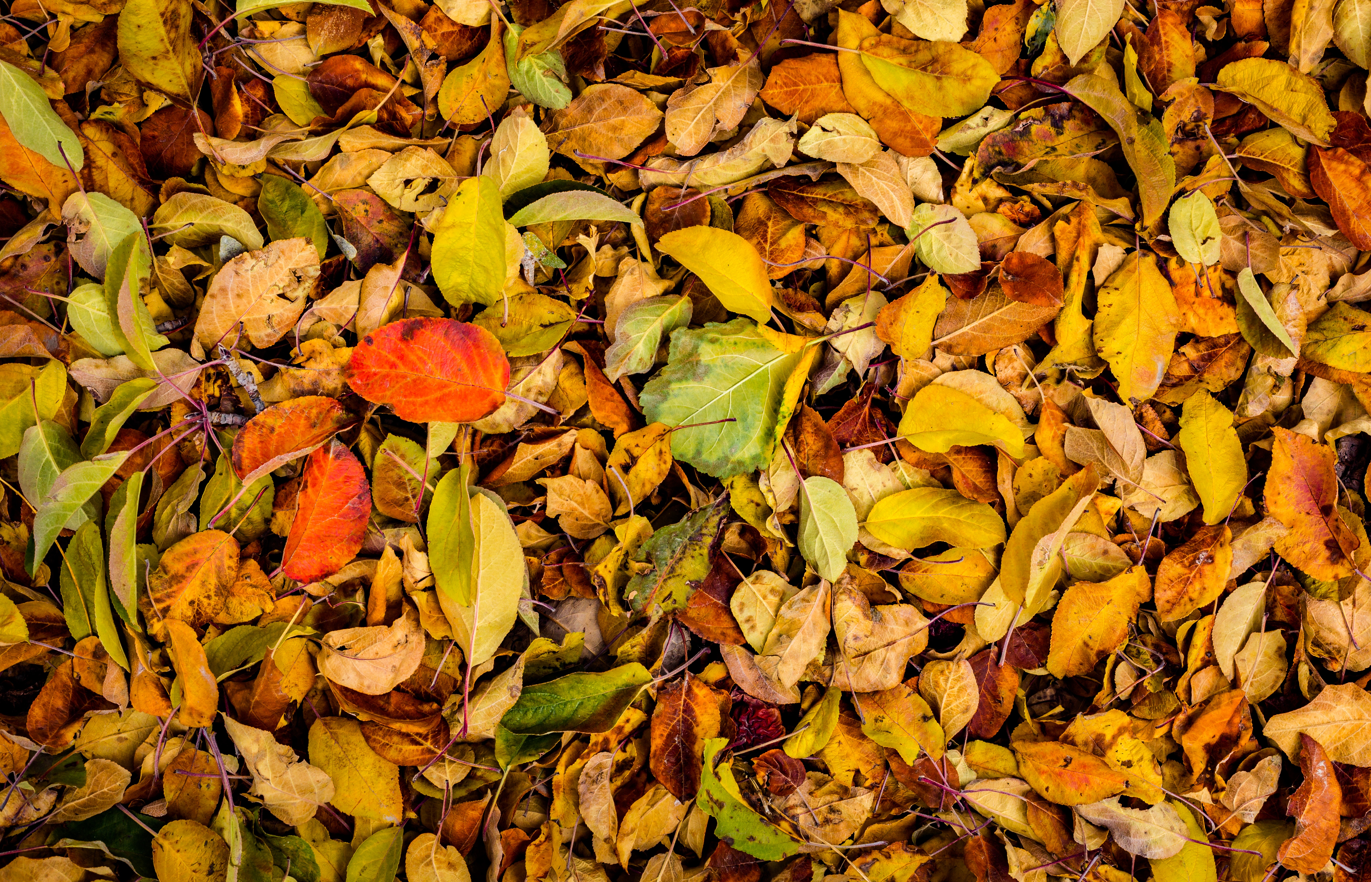 autumn, leaves, fallen, nature Phone Wallpaper