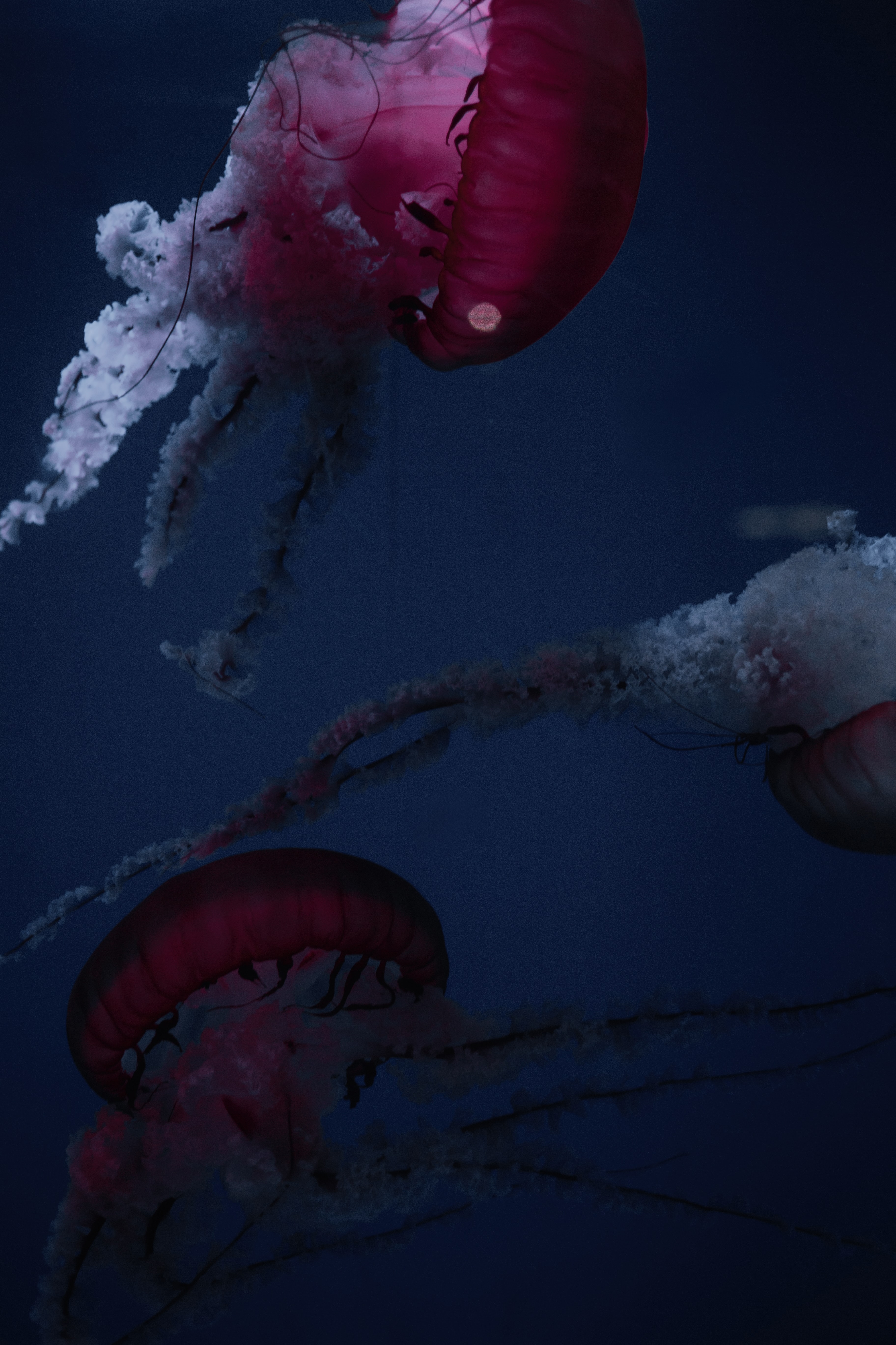 131455 Bildschirmschoner und Hintergrundbilder Tentakel auf Ihrem Telefon. Laden Sie tiere, jellyfish, rot, tentakel, kreaturen, unter dem wasser, unterwasser, tentakeln Bilder kostenlos herunter