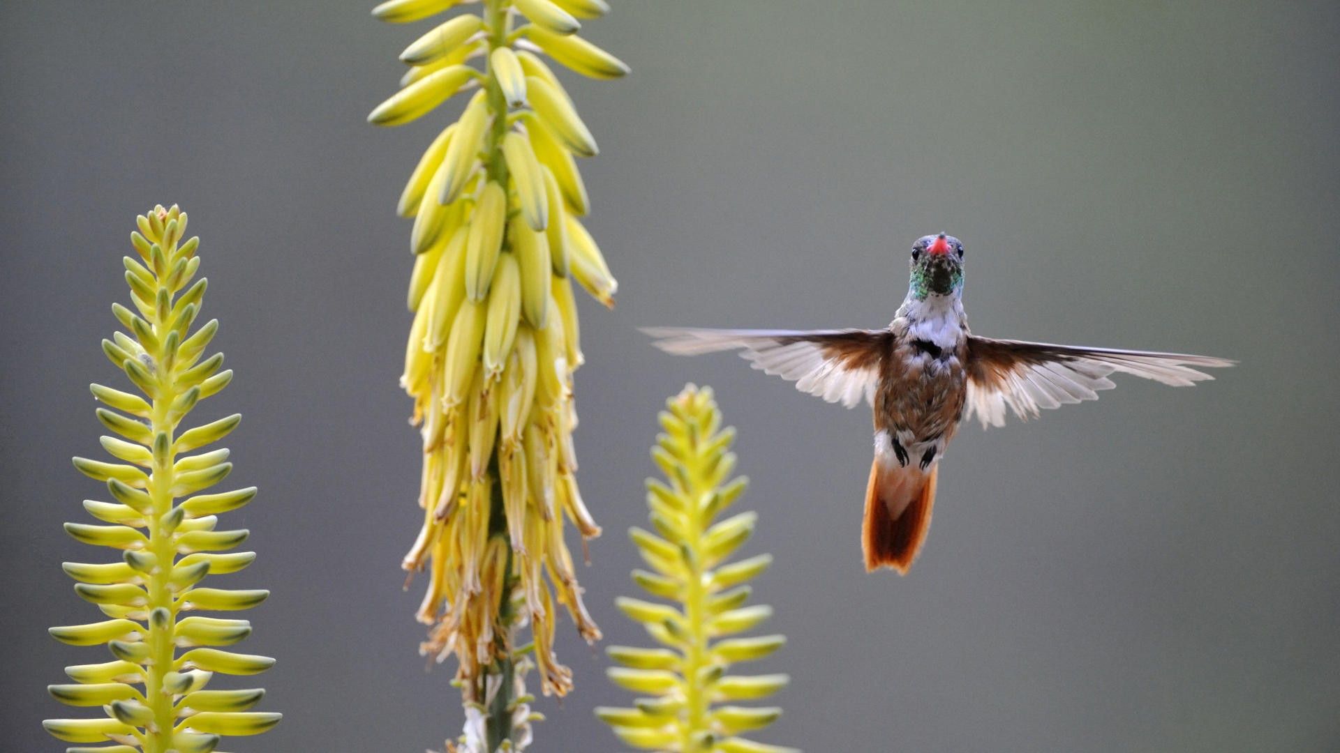 Laden Sie das Tiere, Kolibris, Pflanze, Vogel, Welle, Fegen-Bild kostenlos auf Ihren PC-Desktop herunter