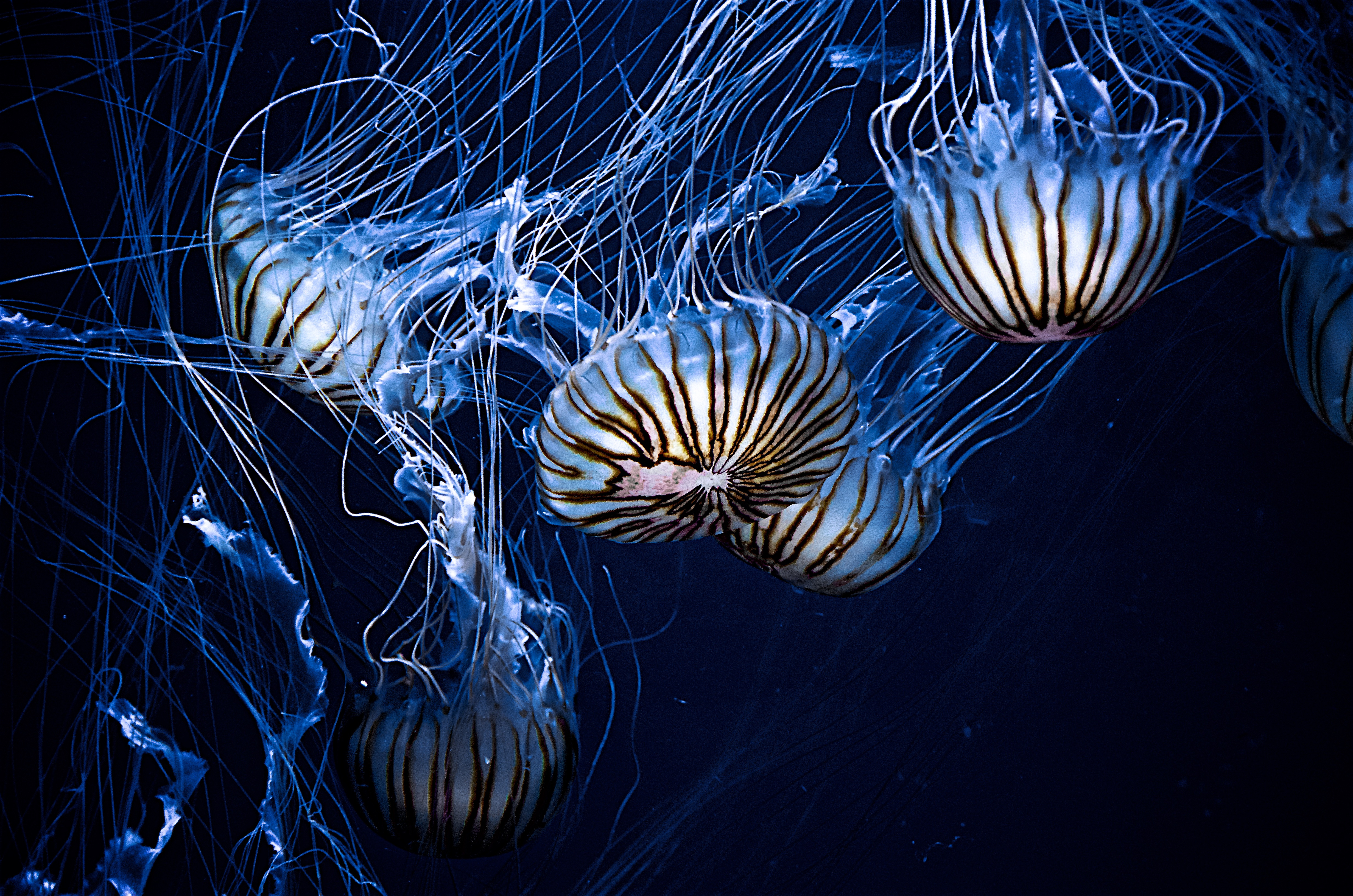 Laden Sie das Tiere, Jellyfish, Streifen, Unterwasserwelt, Tentakel, Die Tentakel-Bild kostenlos auf Ihren PC-Desktop herunter