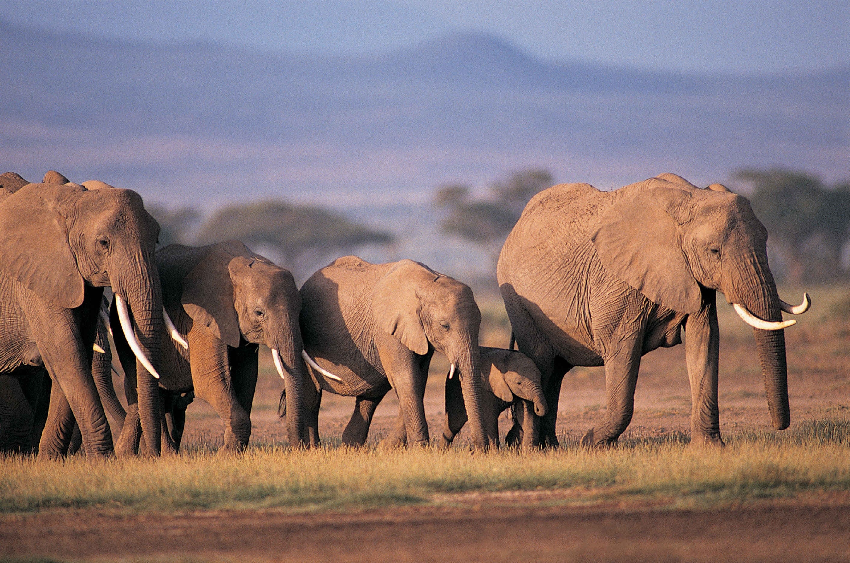 65388 Bildschirmschoner und Hintergrundbilder Elephants auf Ihrem Telefon. Laden Sie pflege, grass, tiere, die familie Bilder kostenlos herunter